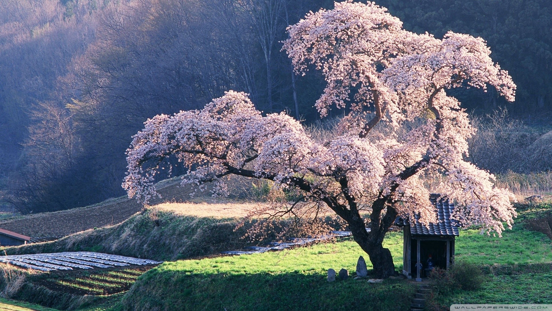 Beautiful Japanese Desktop Wallpapers