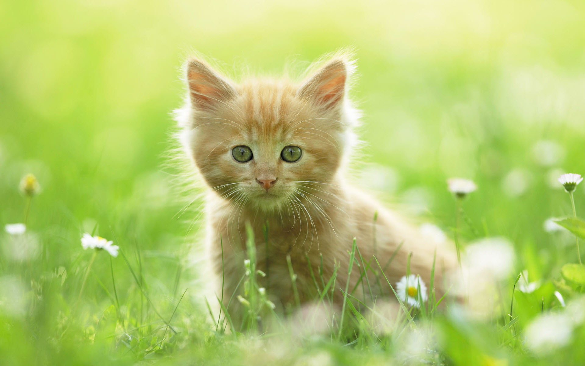 Beautiful KittenWallpapers