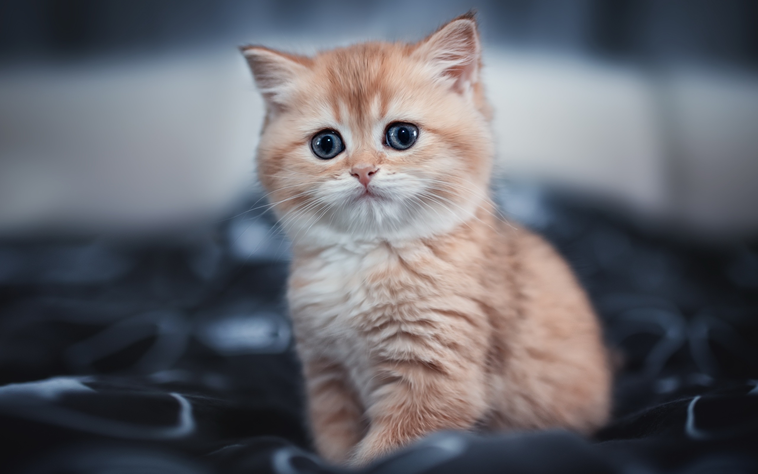 Beautiful KittenWallpapers