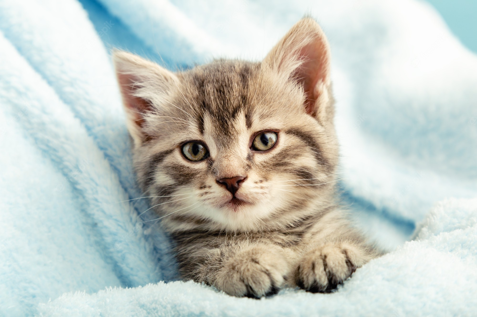 Beautiful KittenWallpapers