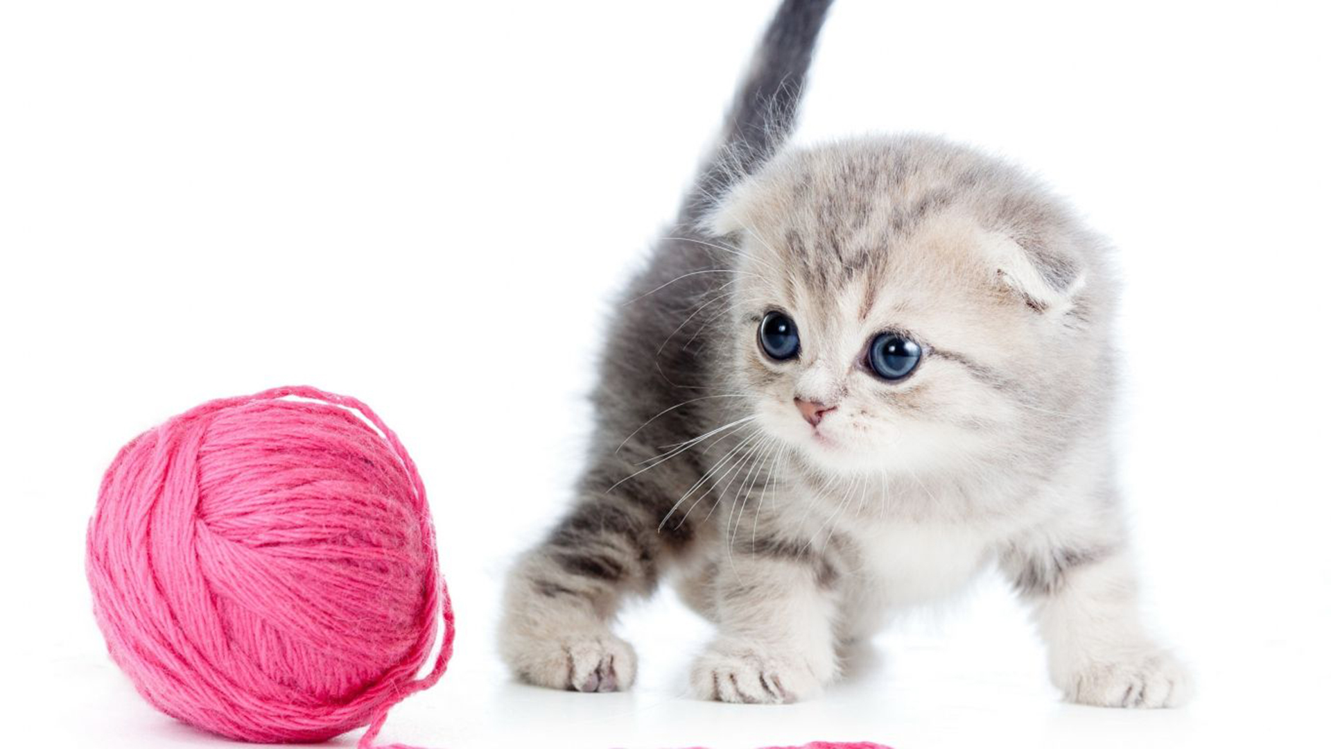 Beautiful KittenWallpapers