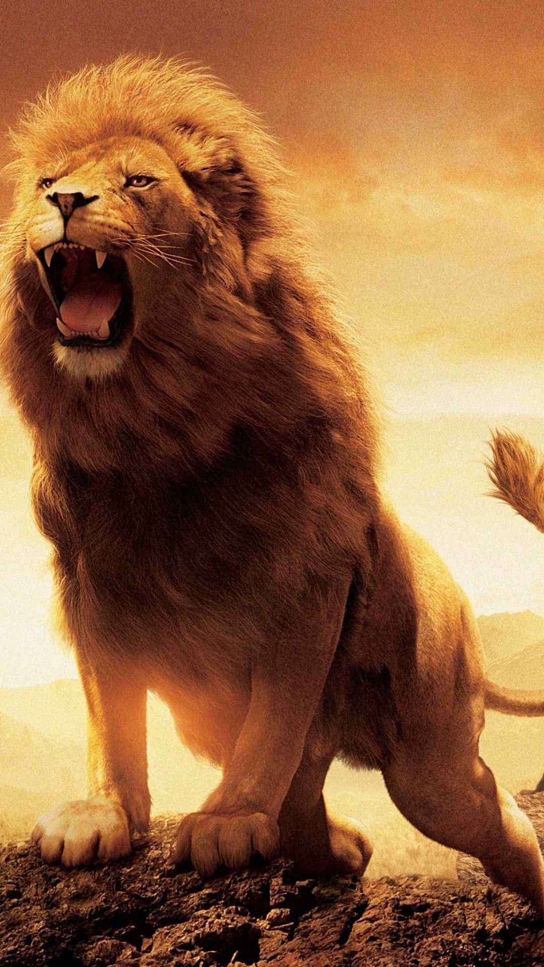 Beautiful Lions Wallpapers