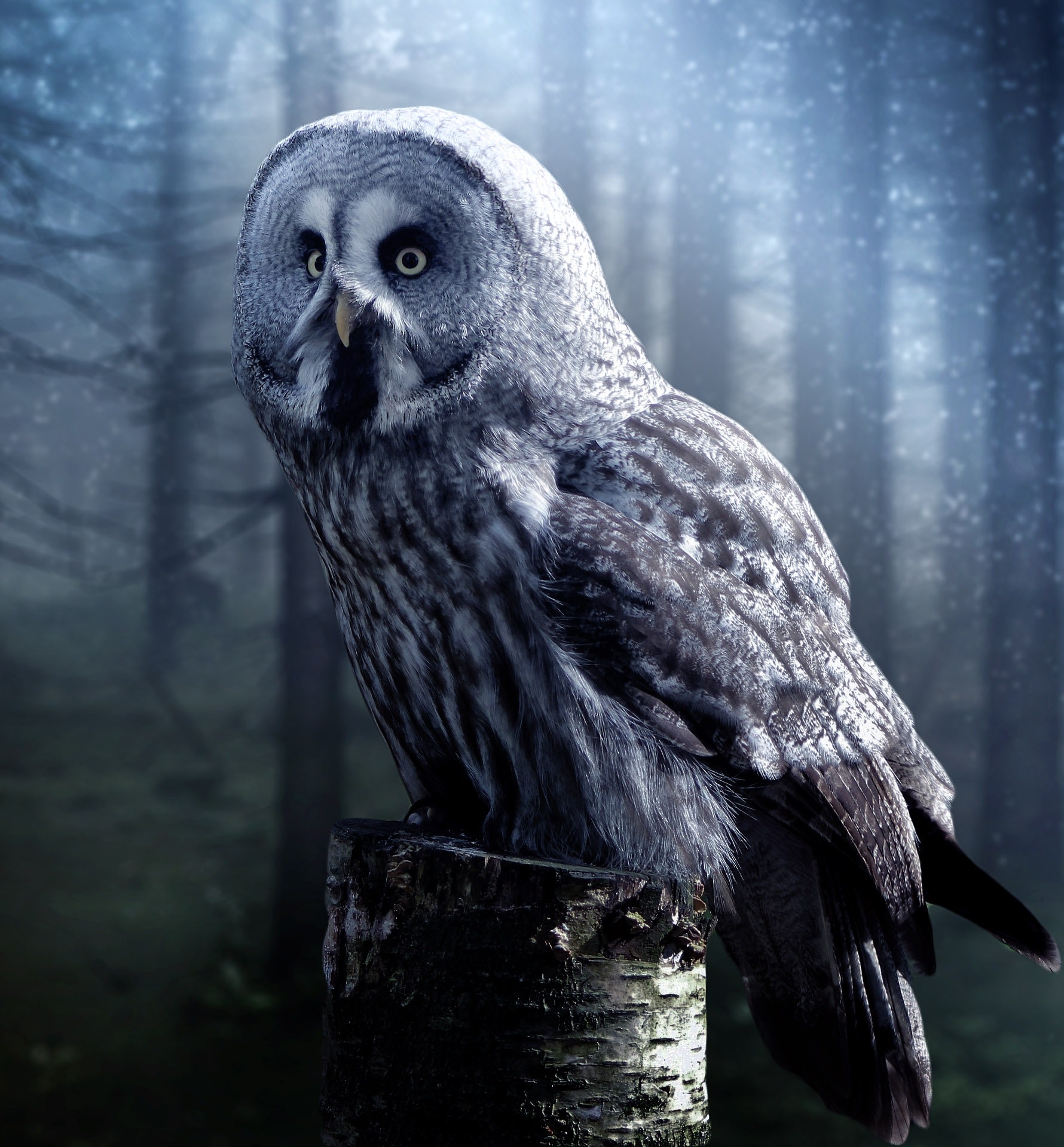 Beautiful Owl Wallpapers