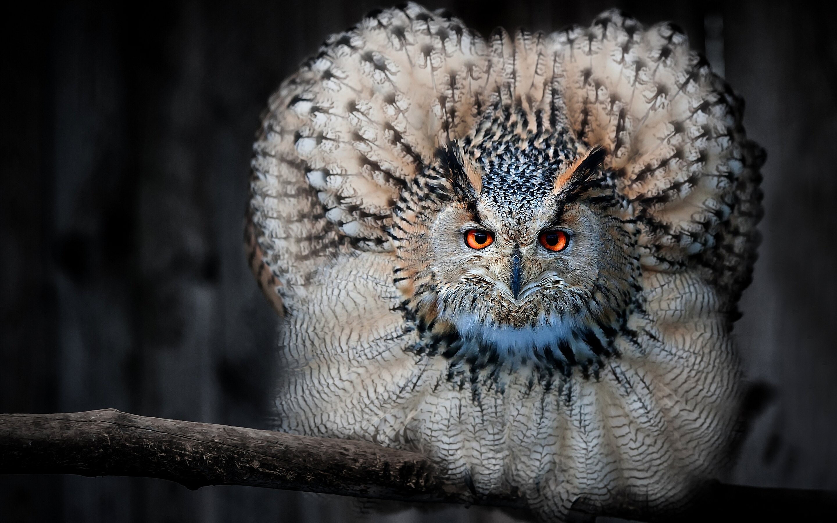 Beautiful Owl Wallpapers