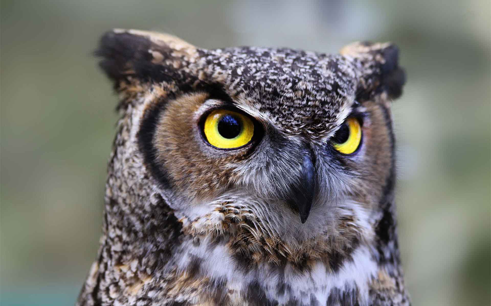 Beautiful Owl Wallpapers