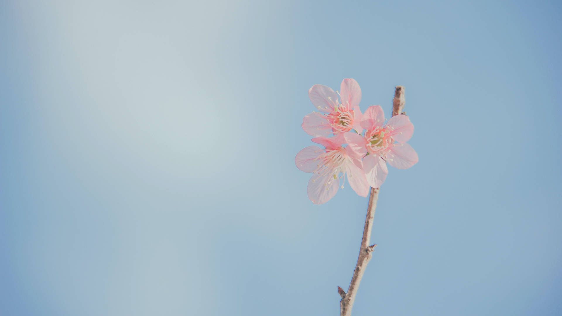 Beautiful Pastel Flowers Wallpapers