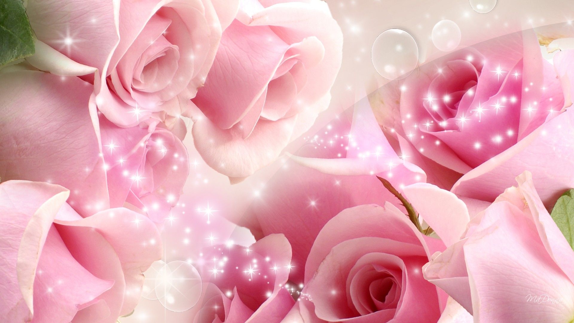 Beautiful Pink RosesWallpapers