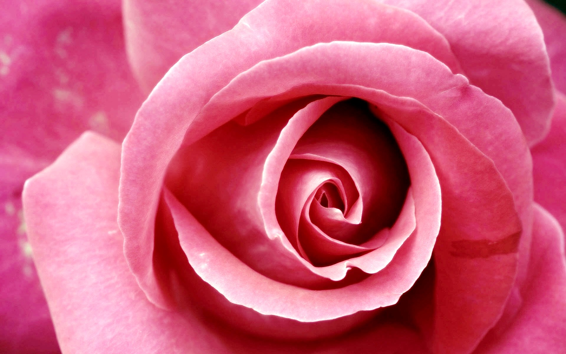 Beautiful Pink RosesWallpapers