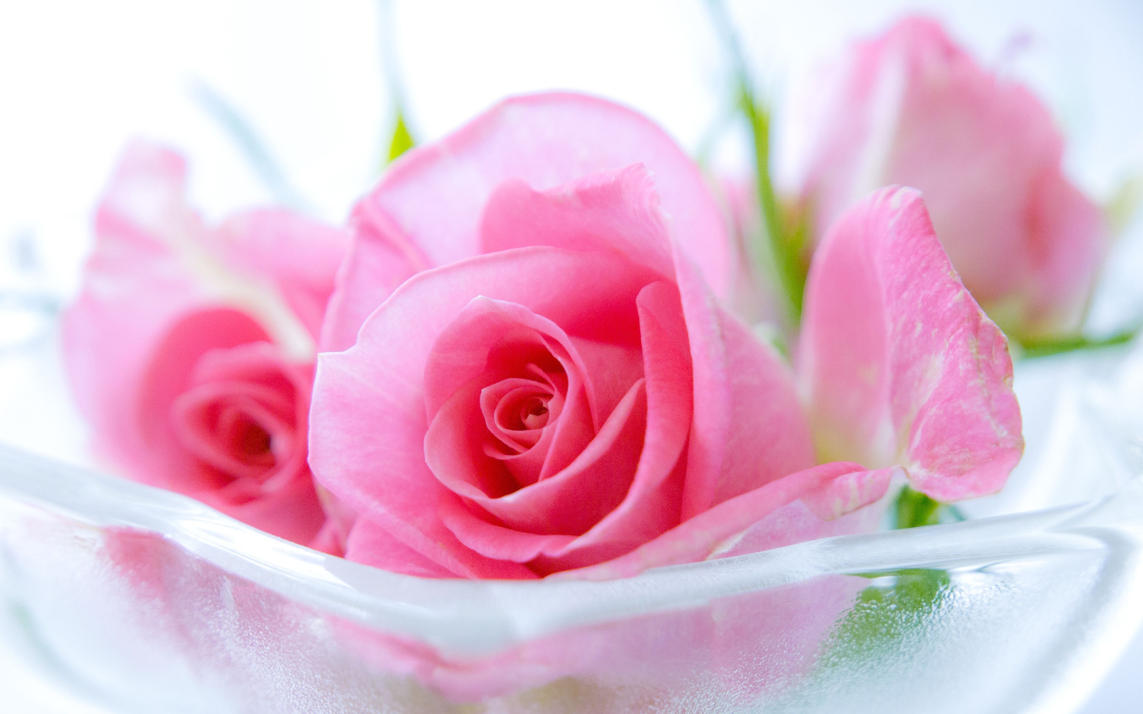 Beautiful Pink RosesWallpapers