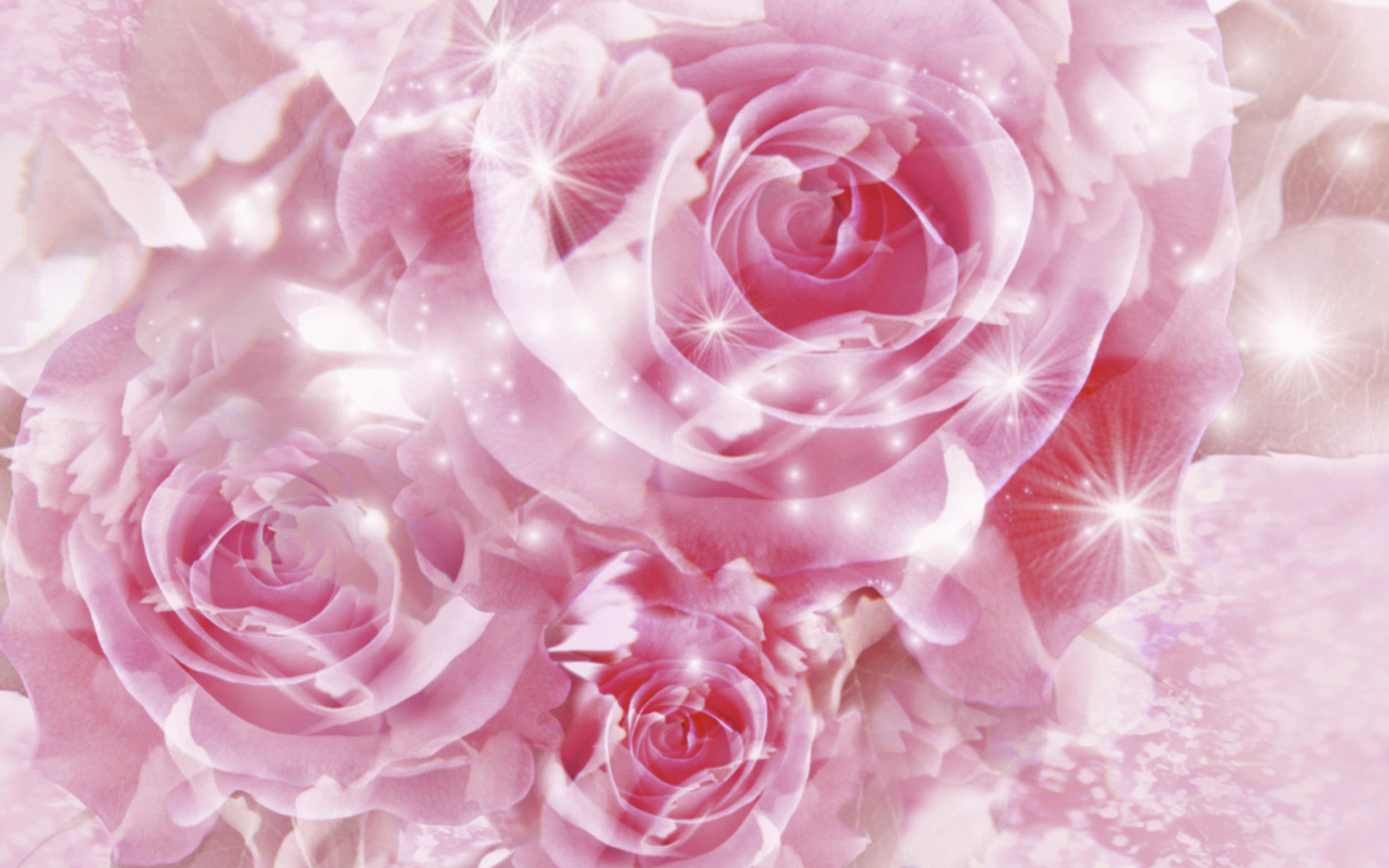 Beautiful Pink RosesWallpapers