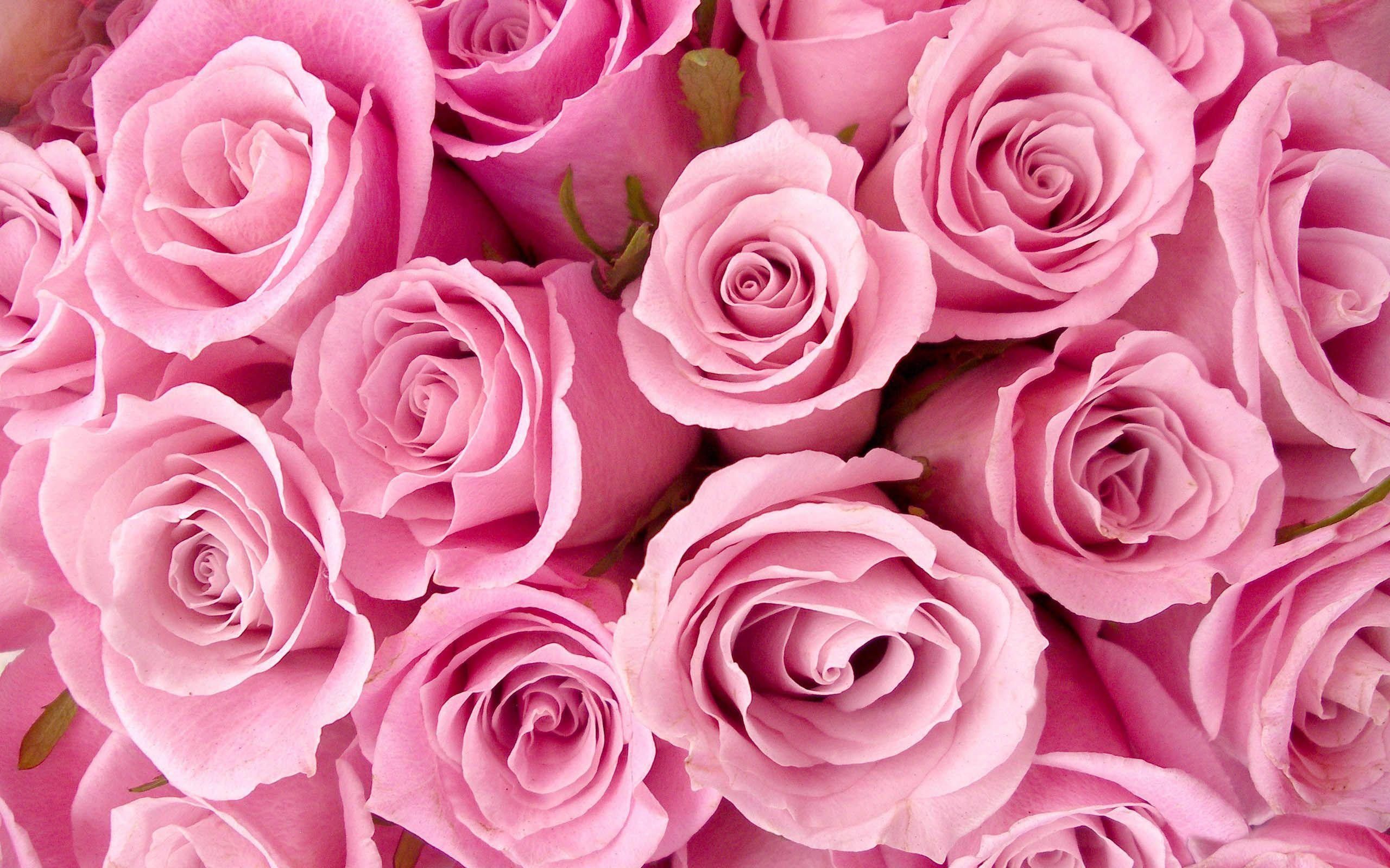 Beautiful Pink RosesWallpapers