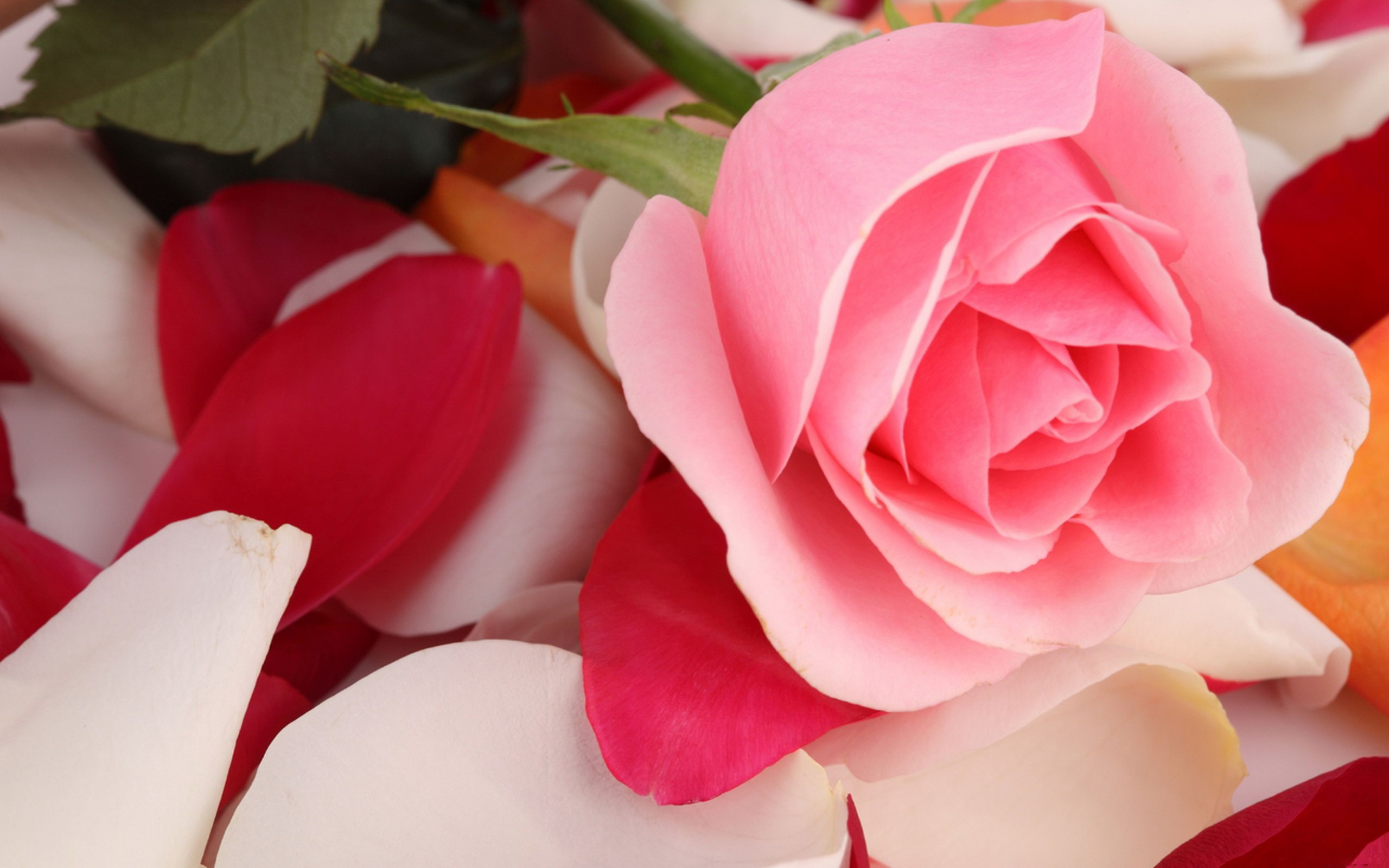 Beautiful Pink RosesWallpapers