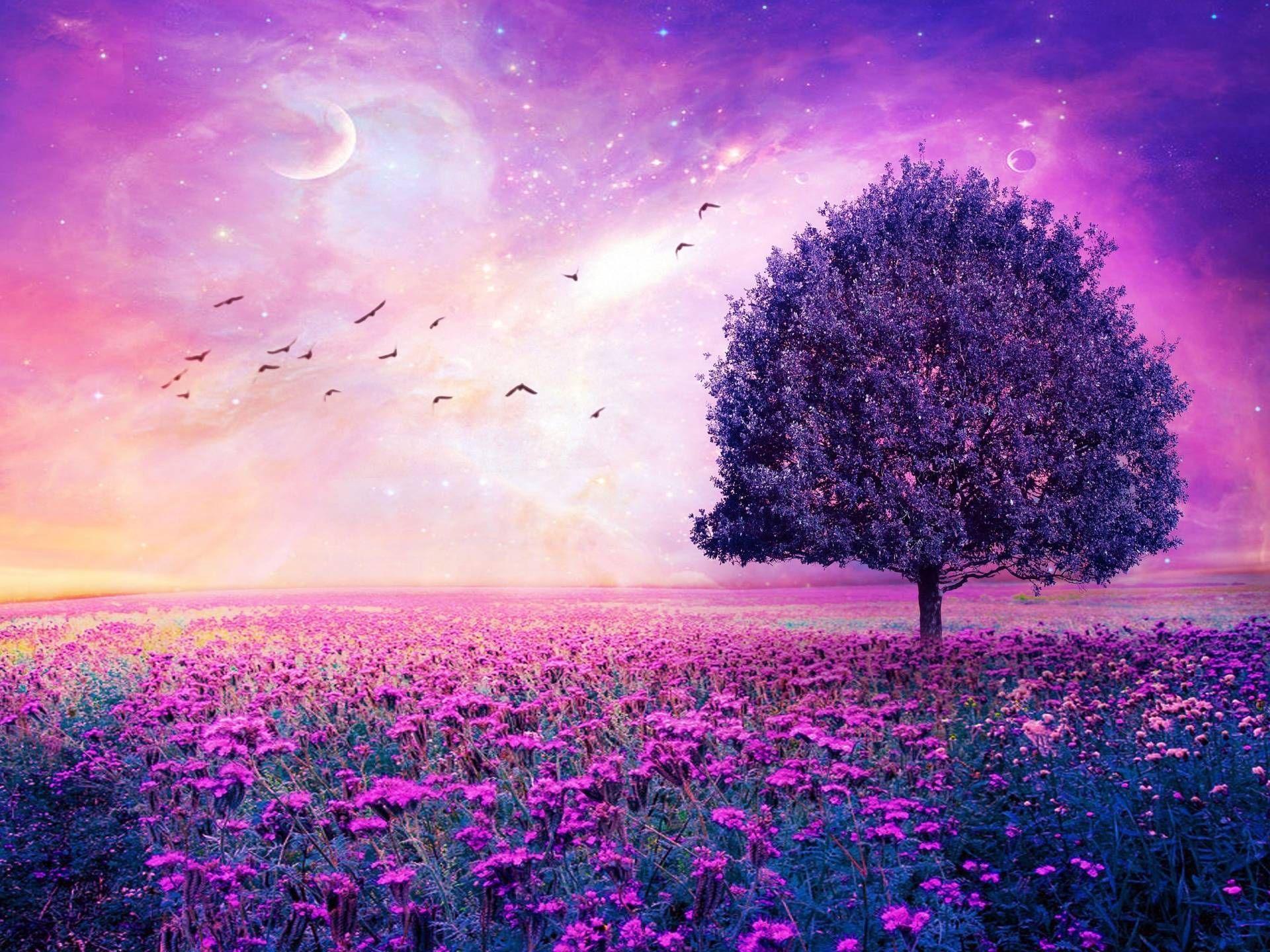 Beautiful Purple Wallpapers