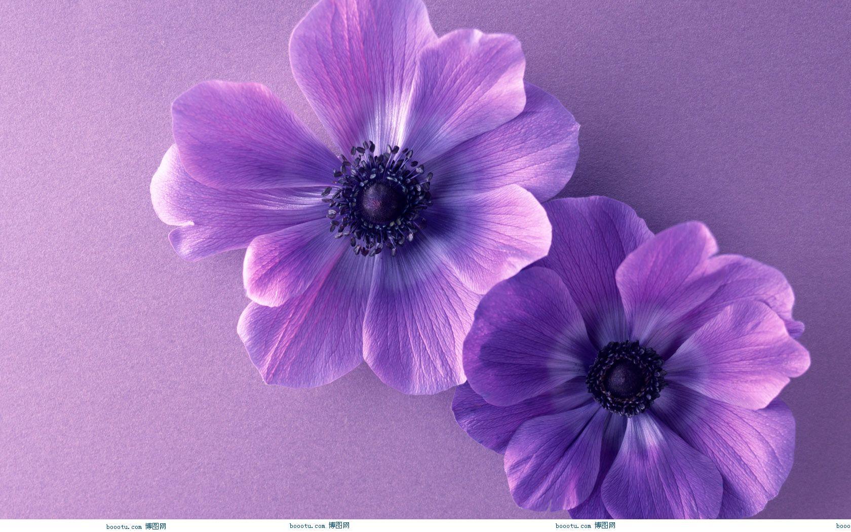 Beautiful Purple Wallpapers