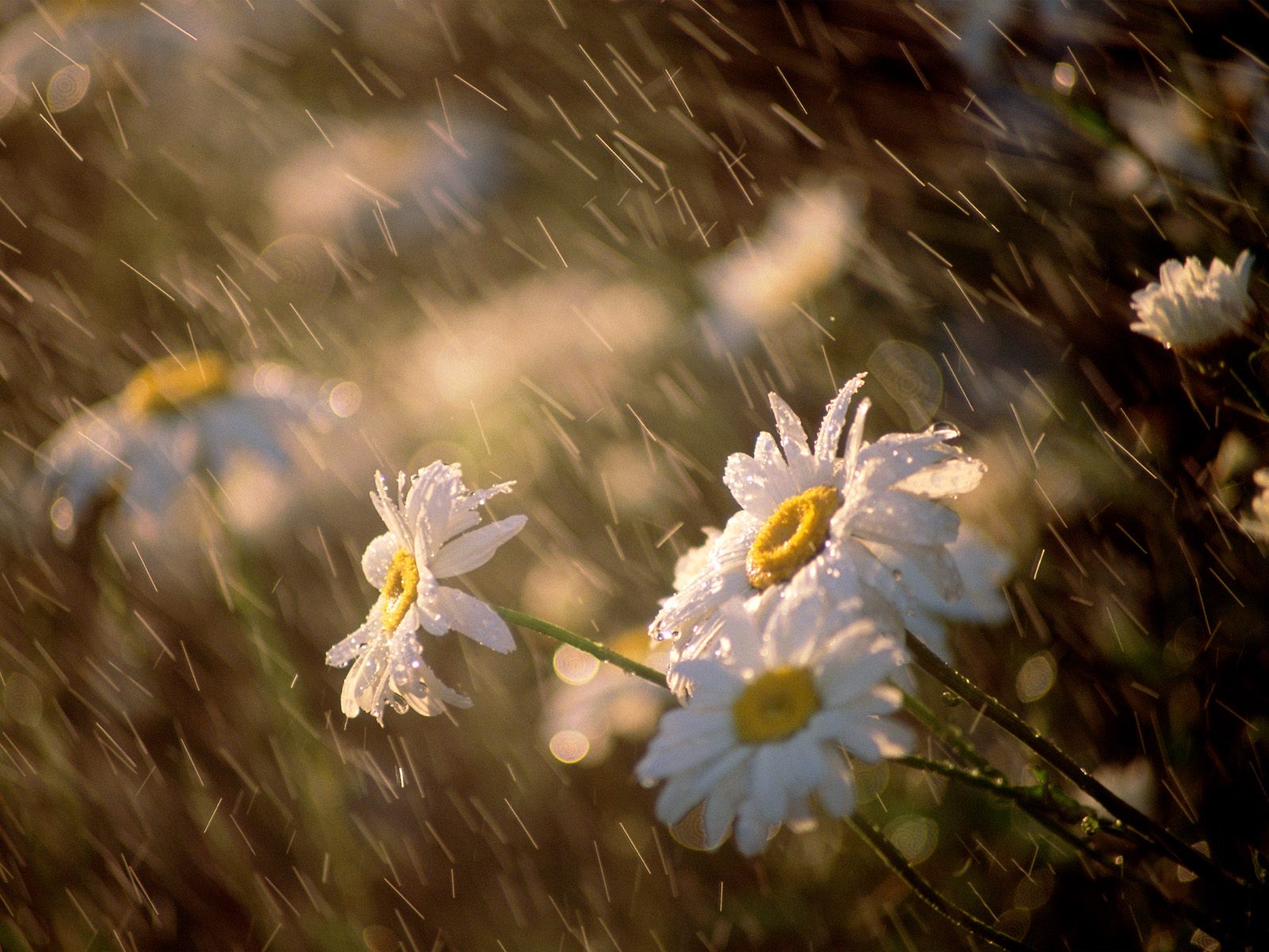 Beautiful Rain Wallpapers