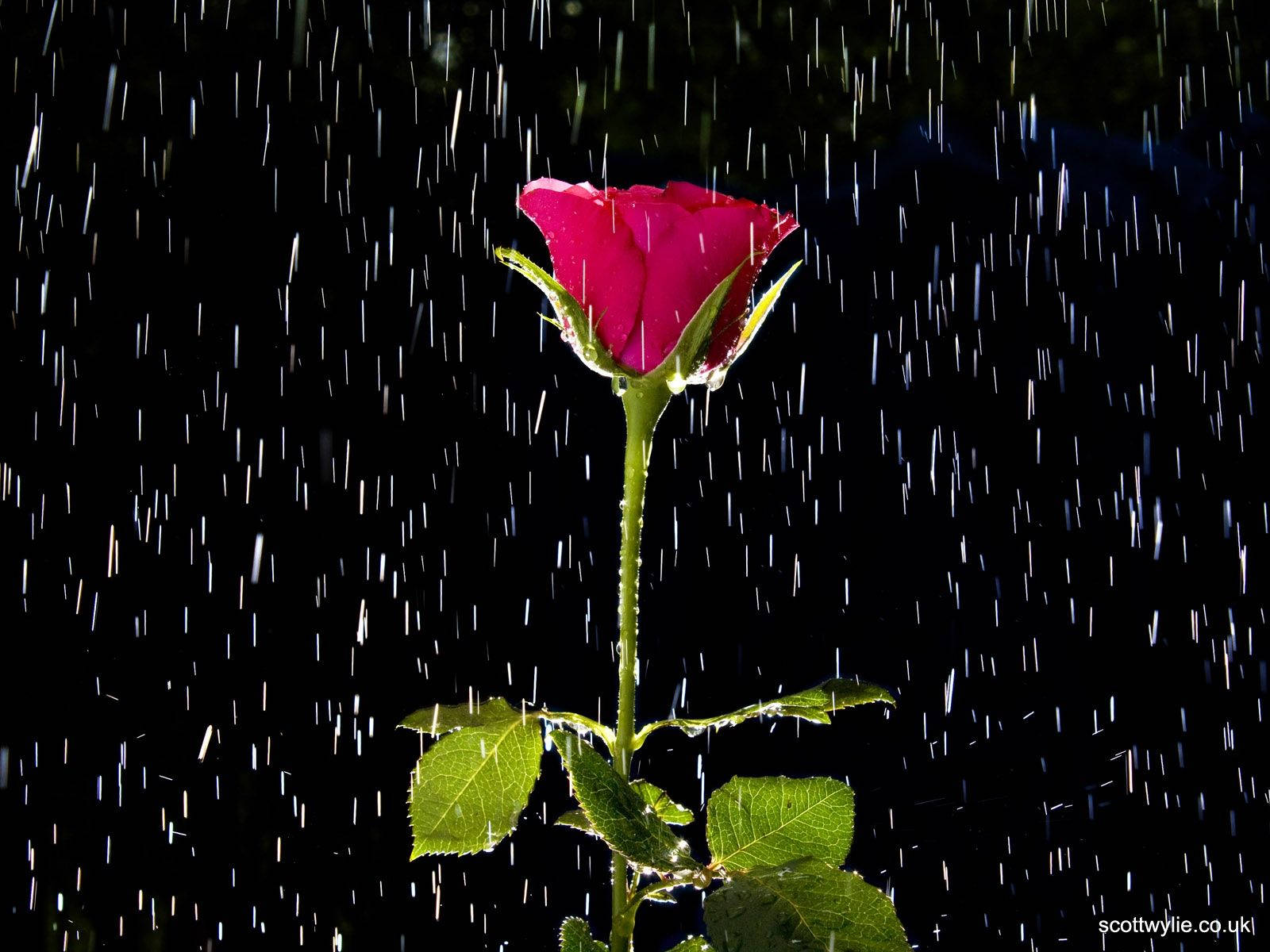 Beautiful Rain Wallpaper For Mobile Wallpapers