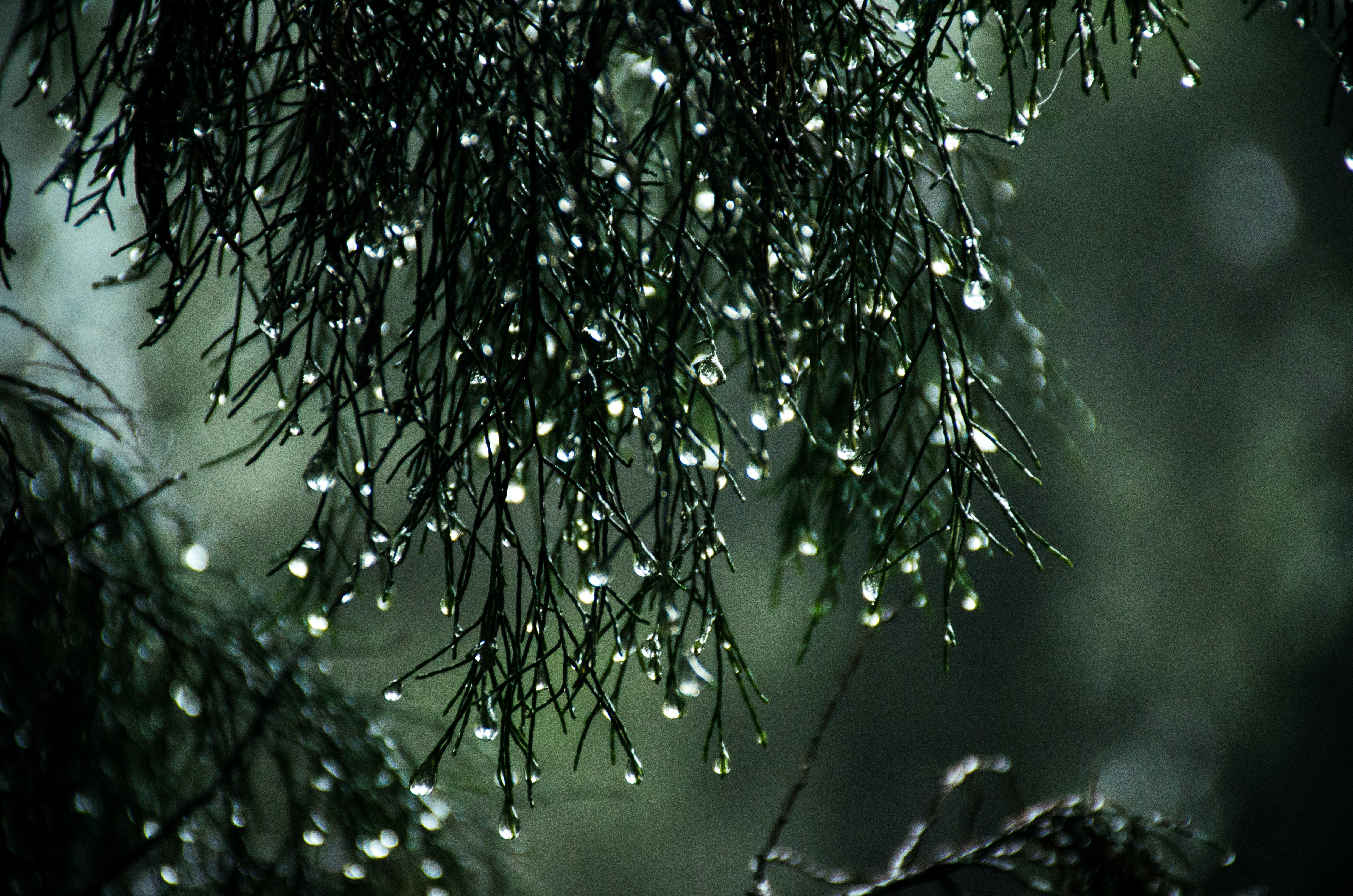 Beautiful Rain Wallpaper For Mobile Wallpapers