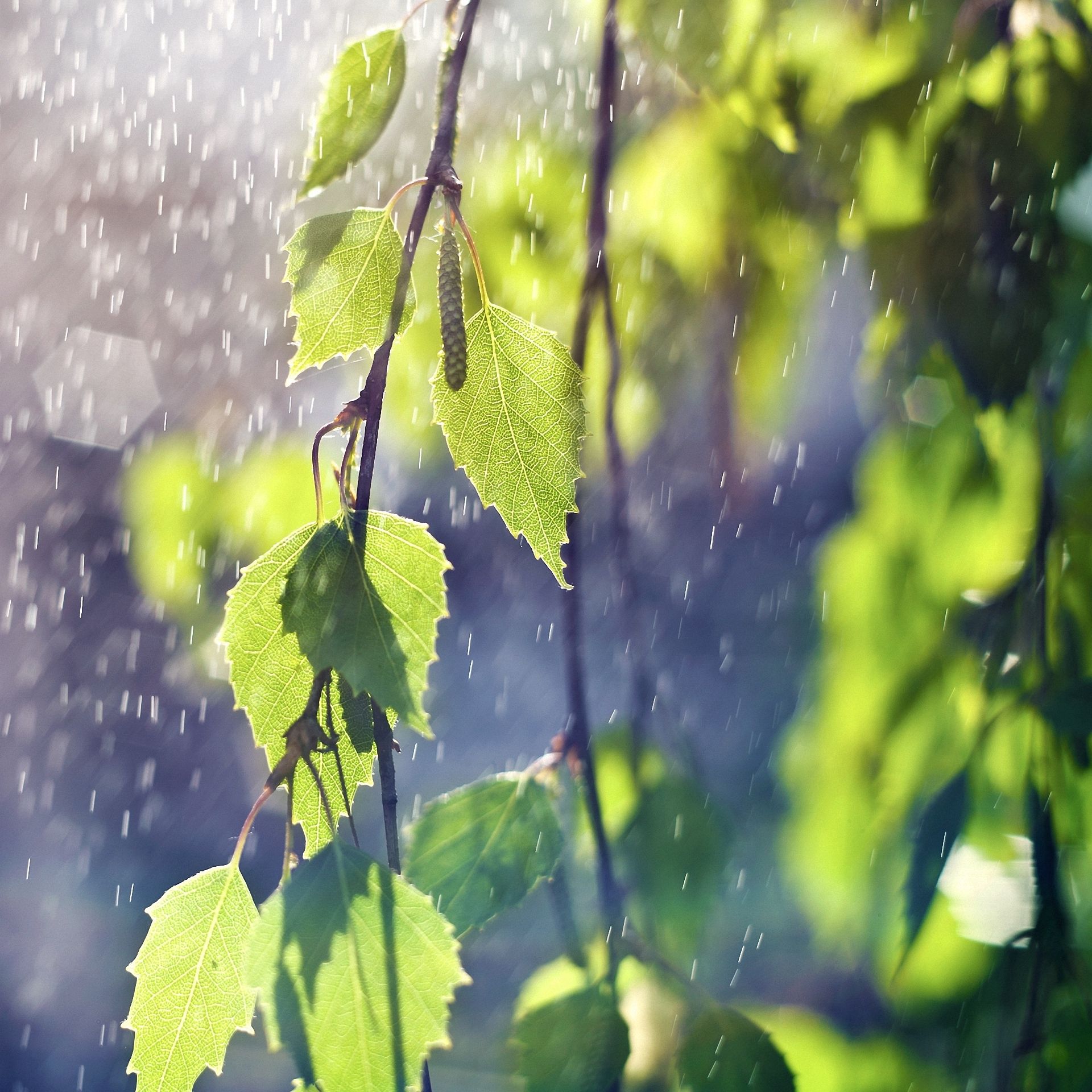 Beautiful Rain Wallpaper For Mobile Wallpapers