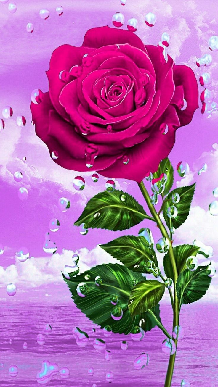 Beautiful Rose FlowersWallpapers