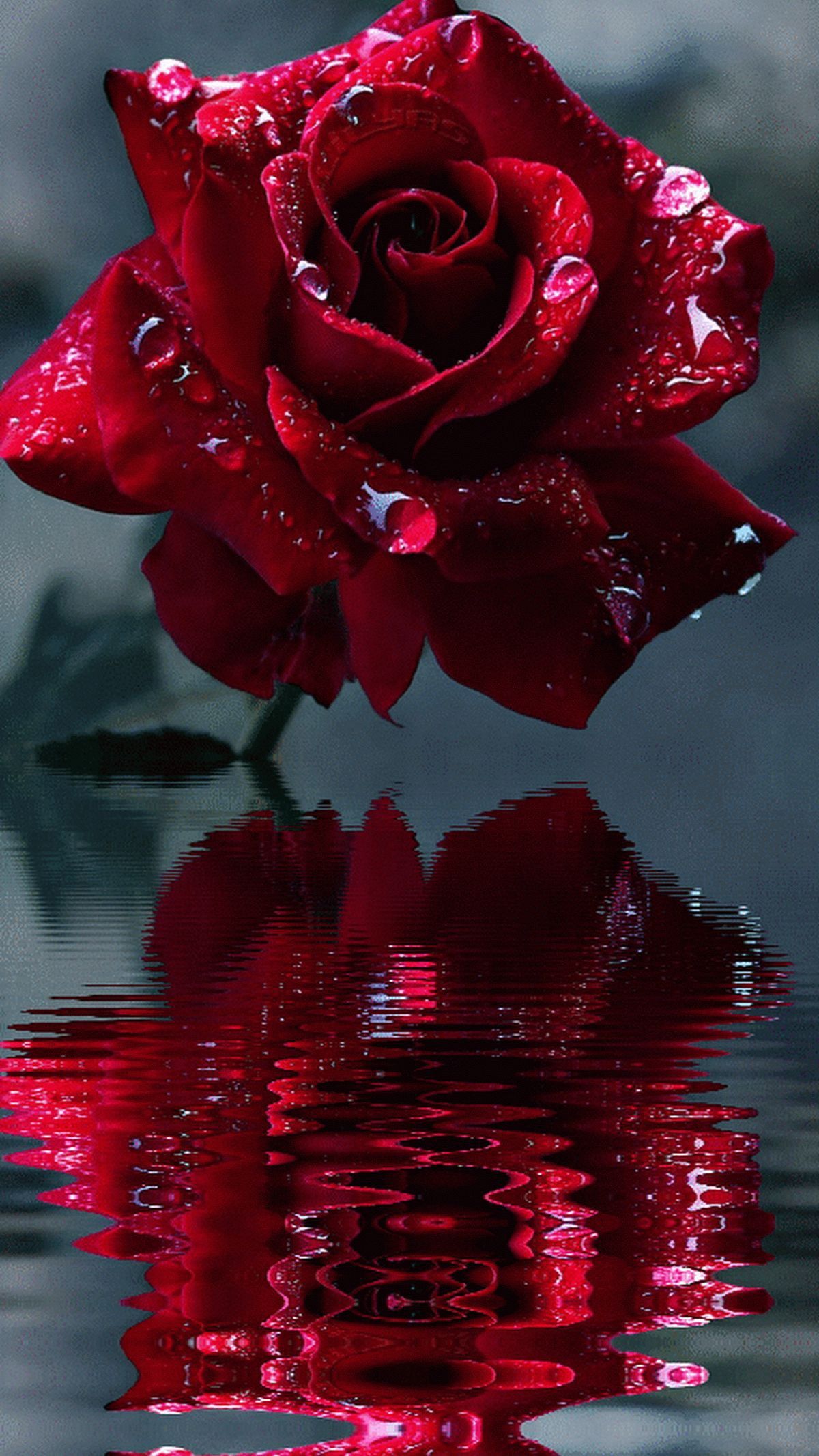 Beautiful Rose FlowersWallpapers