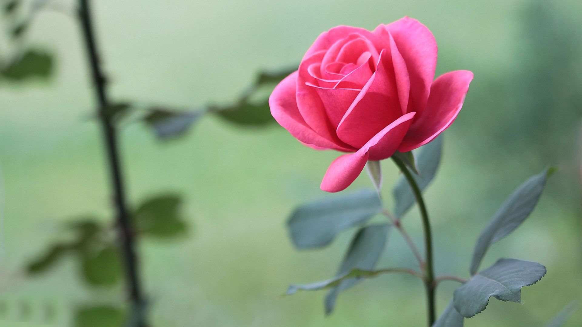 Beautiful Rose Hd Wallpapers