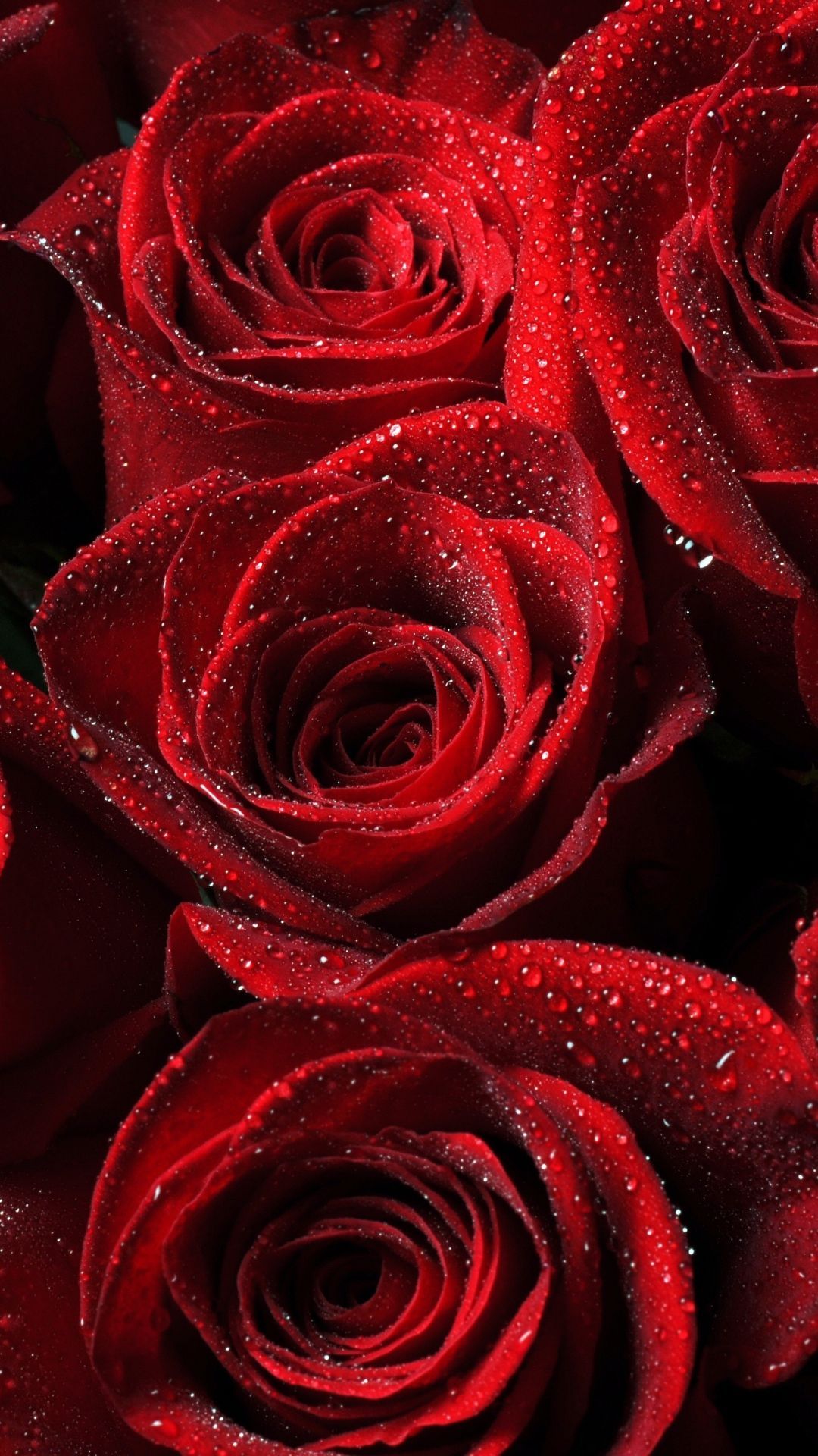 Beautiful Rose Hd Wallpapers