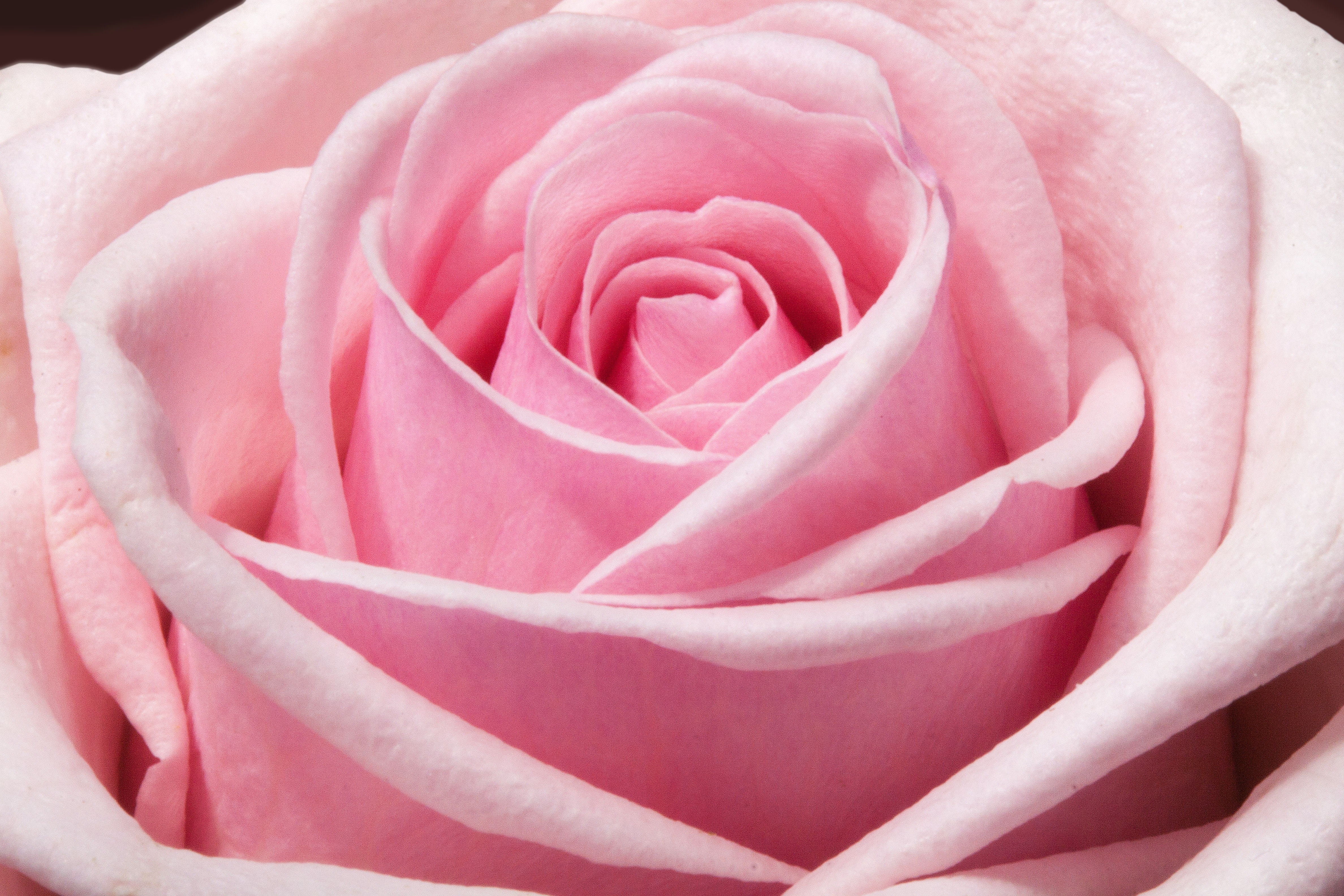 Beautiful Rose Hd Wallpapers