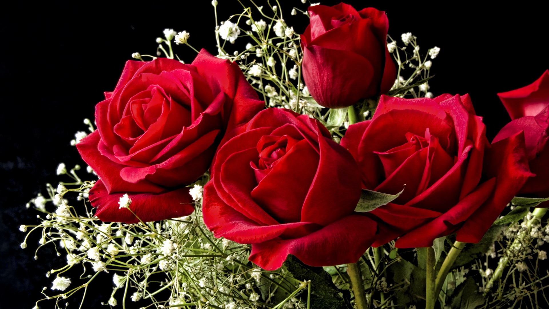 Beautiful Rose Hd Wallpapers