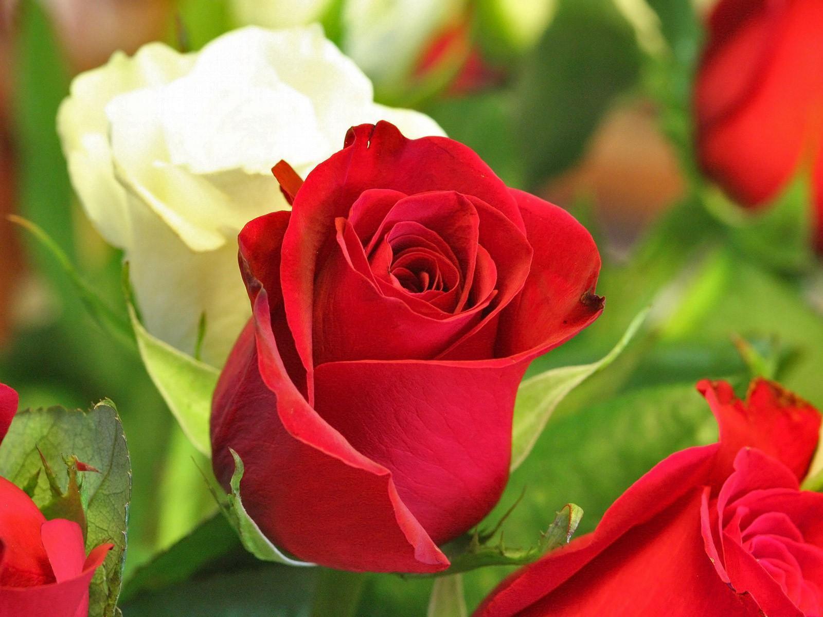 Beautiful Rose Hd Wallpapers