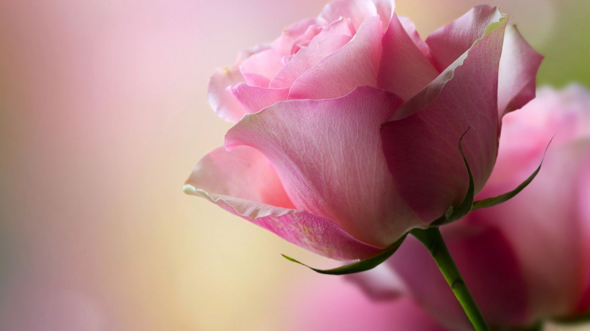 Beautiful Rose Hd Wallpapers