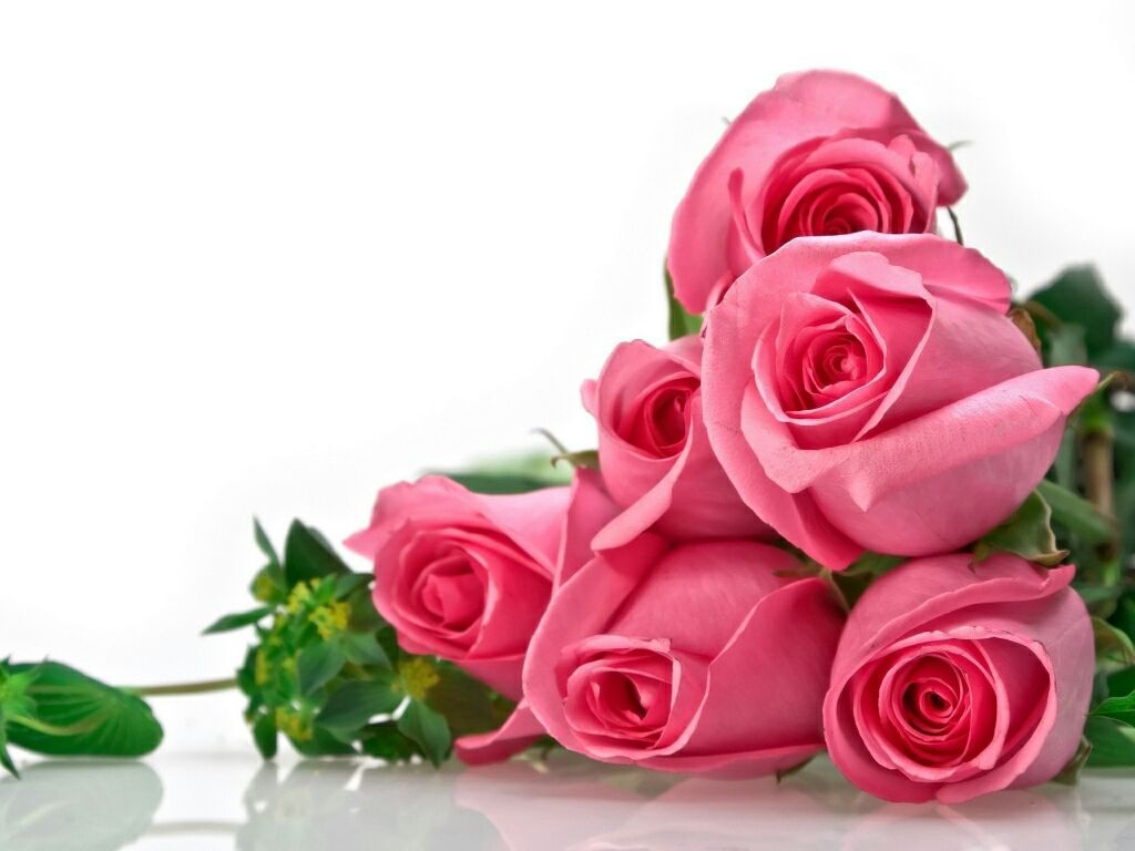 Beautiful Rose Hd Wallpapers