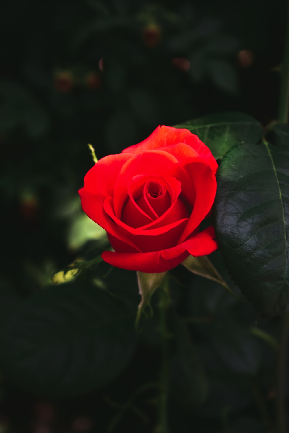 Beautiful Rose Hd Wallpapers