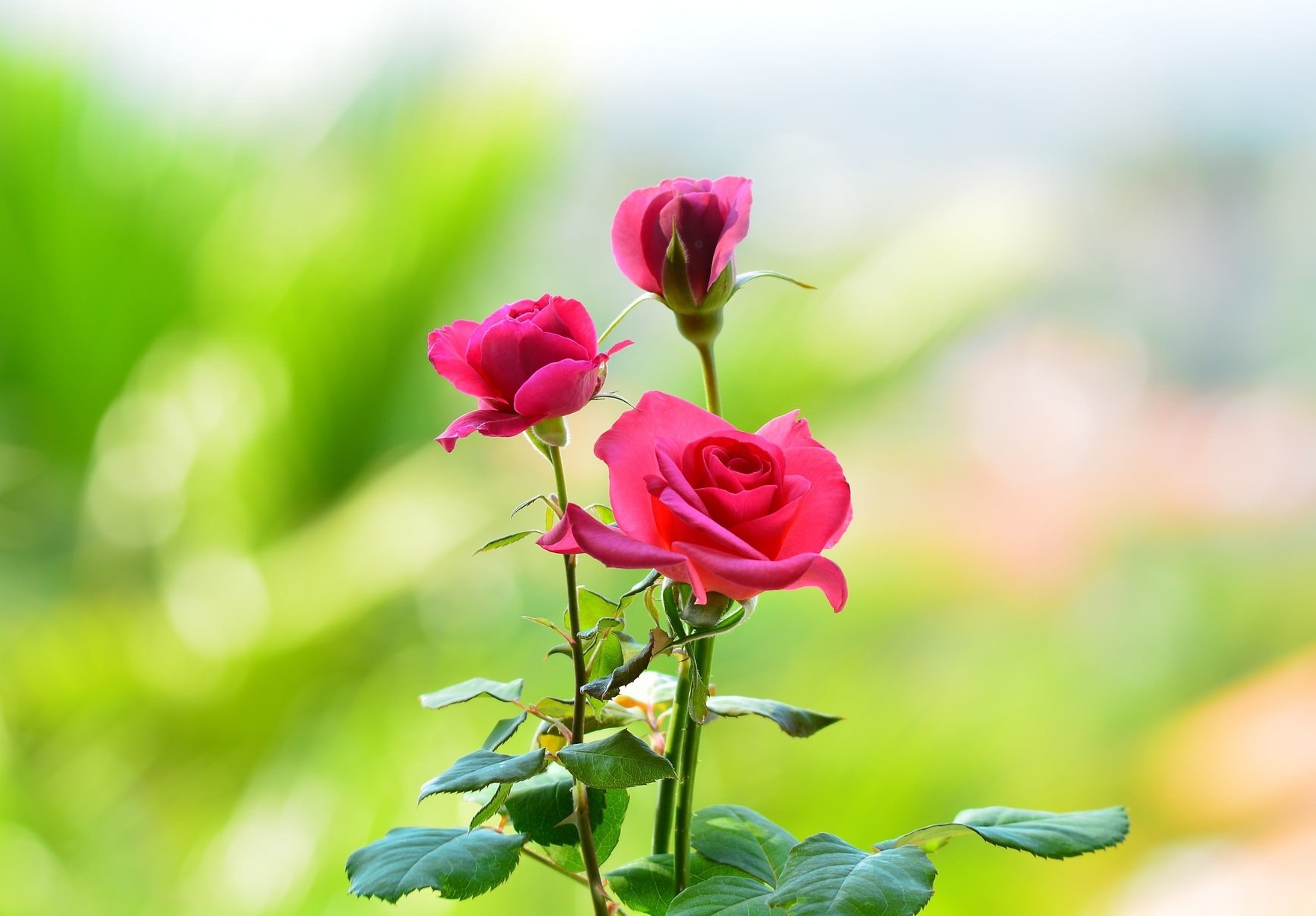 Beautiful Rose Hd Wallpapers