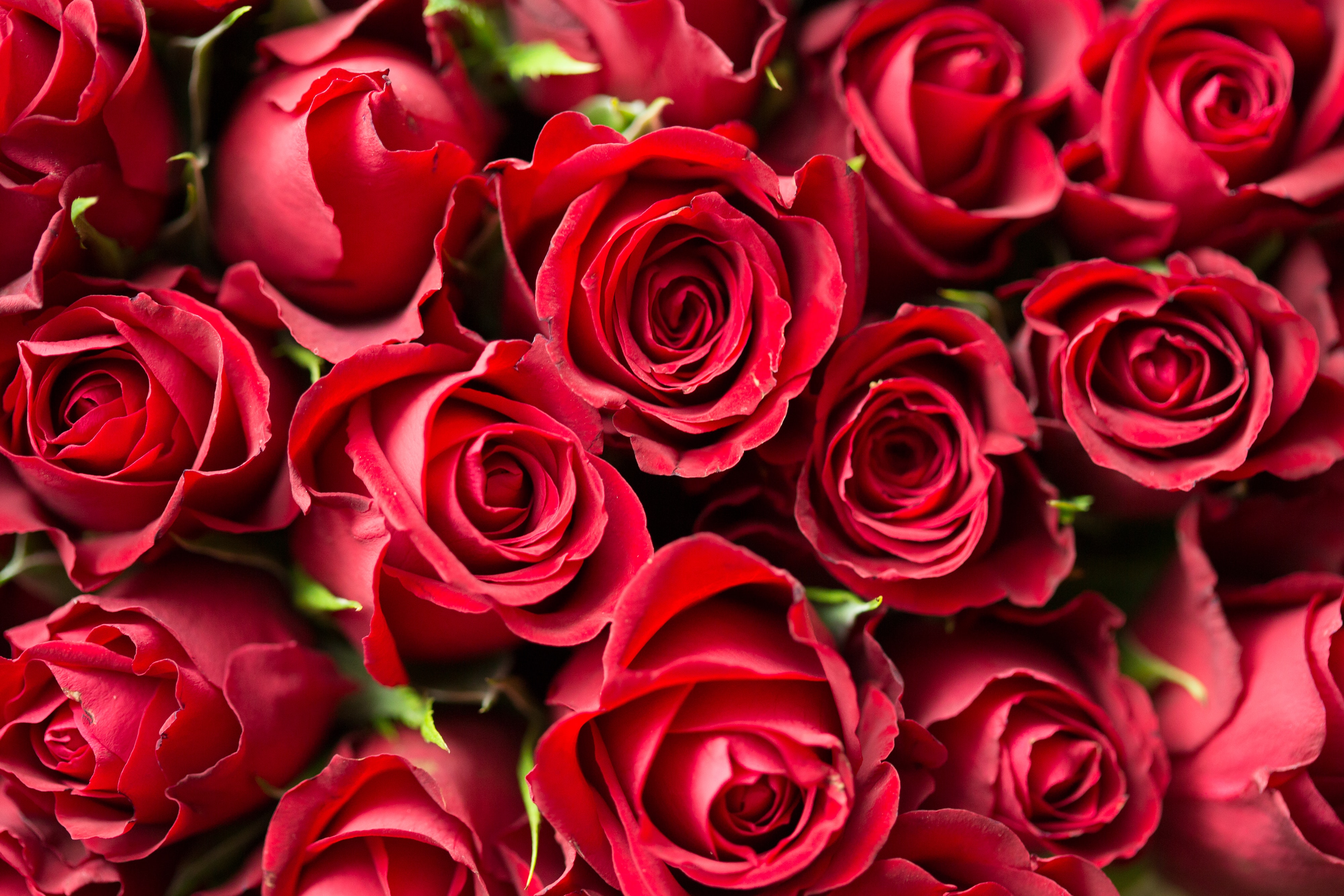 Beautiful Rose Hd Wallpapers