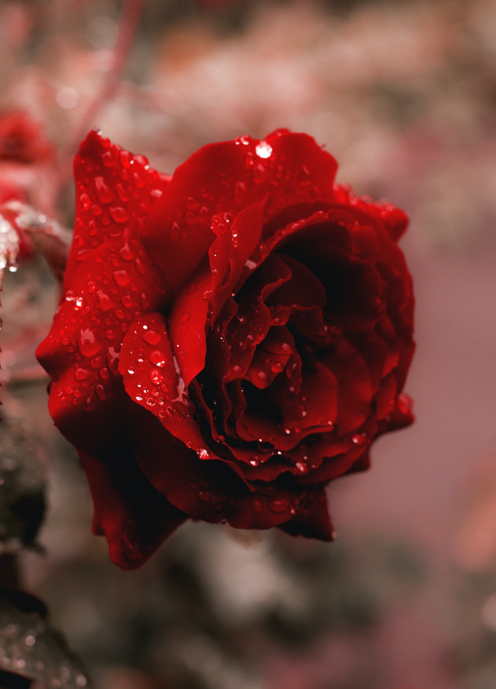 Beautiful Rose Hd Wallpapers