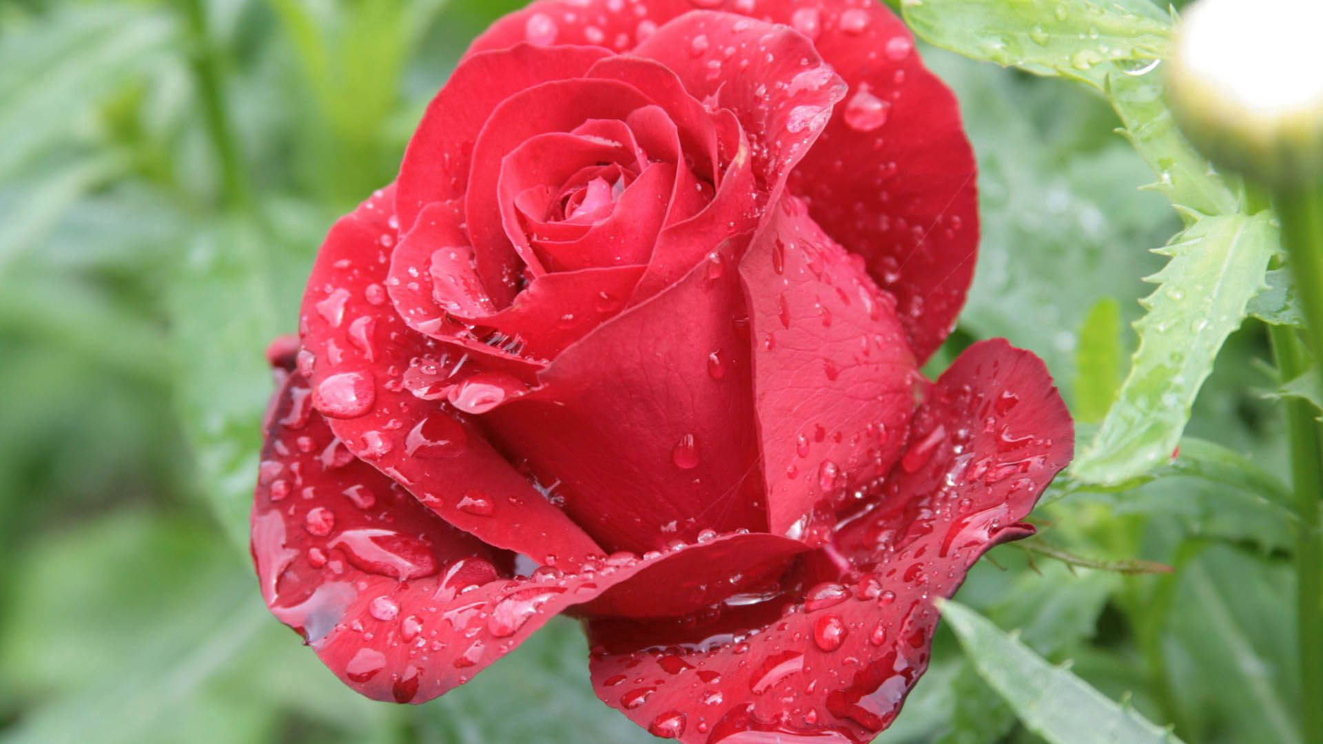 Beautiful Rose Hd Wallpapers