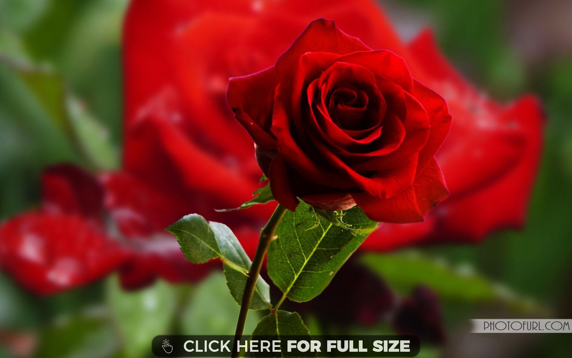 Beautiful Roses Wallpapers