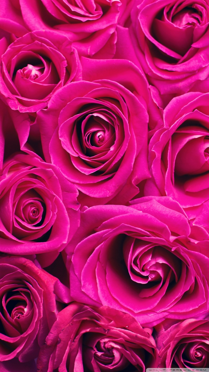 Beautiful Roses Wallpapers