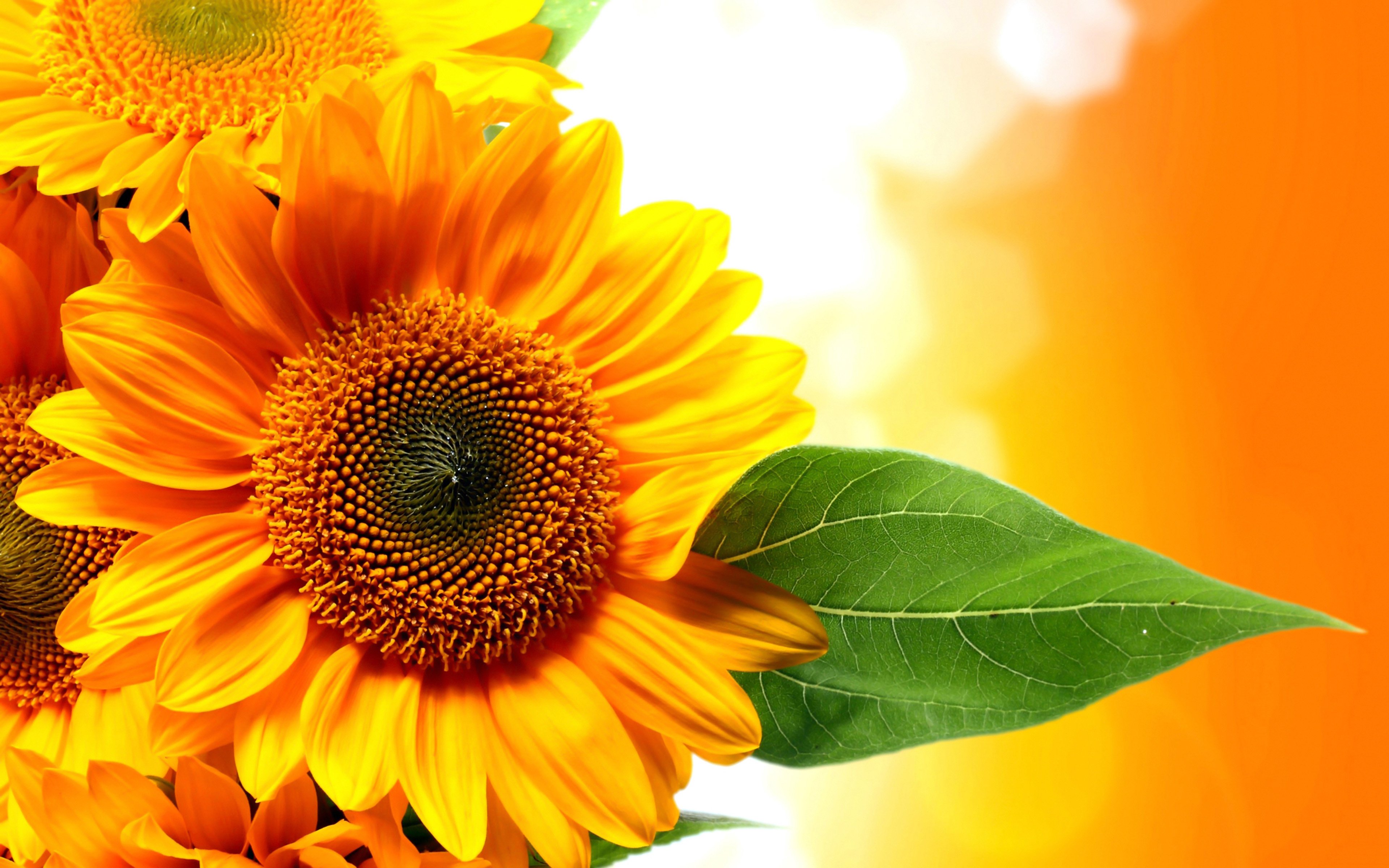 Beautiful Roses And Sunflower Wallpapers