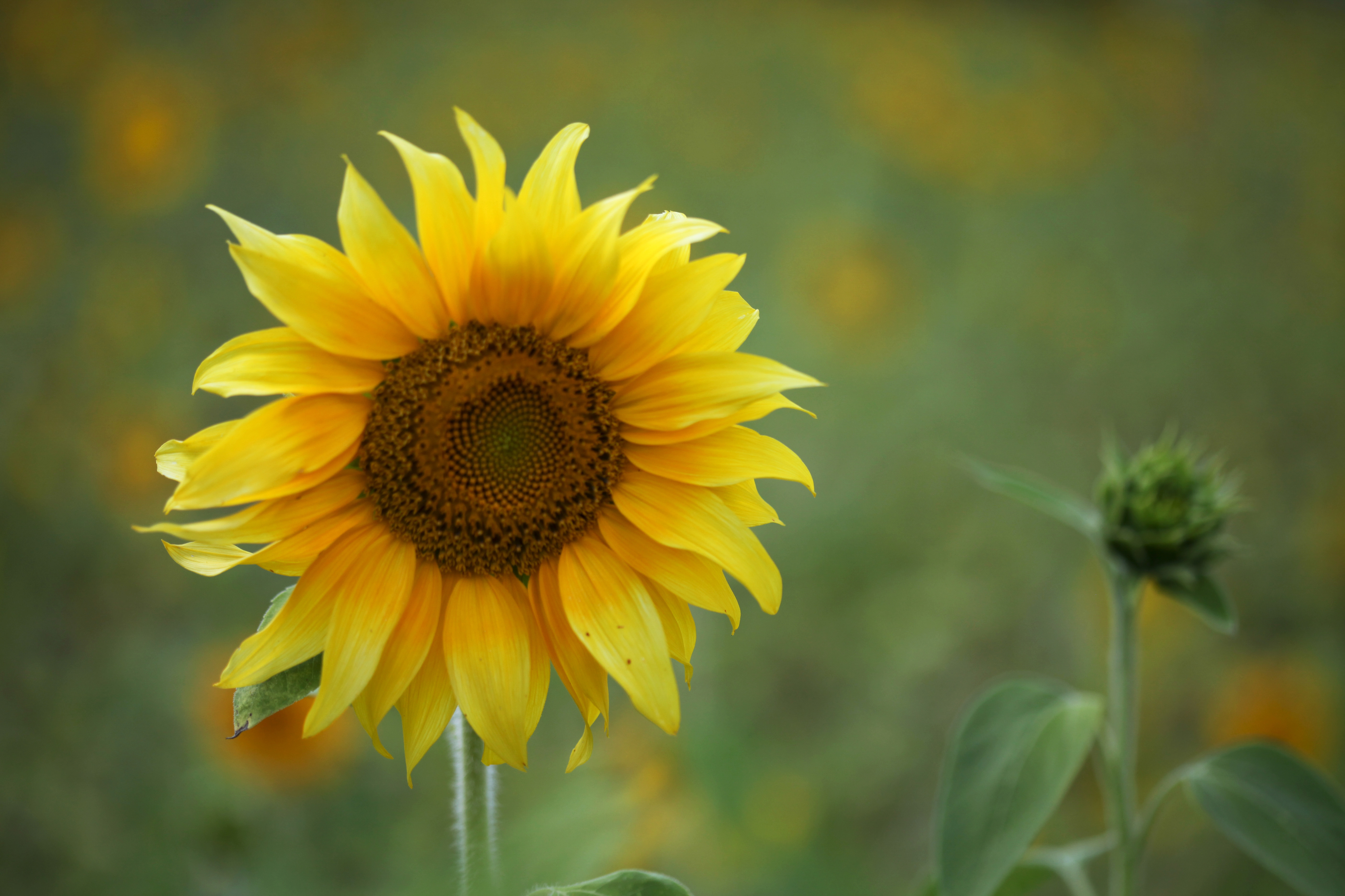 Beautiful Roses And Sunflower Wallpapers