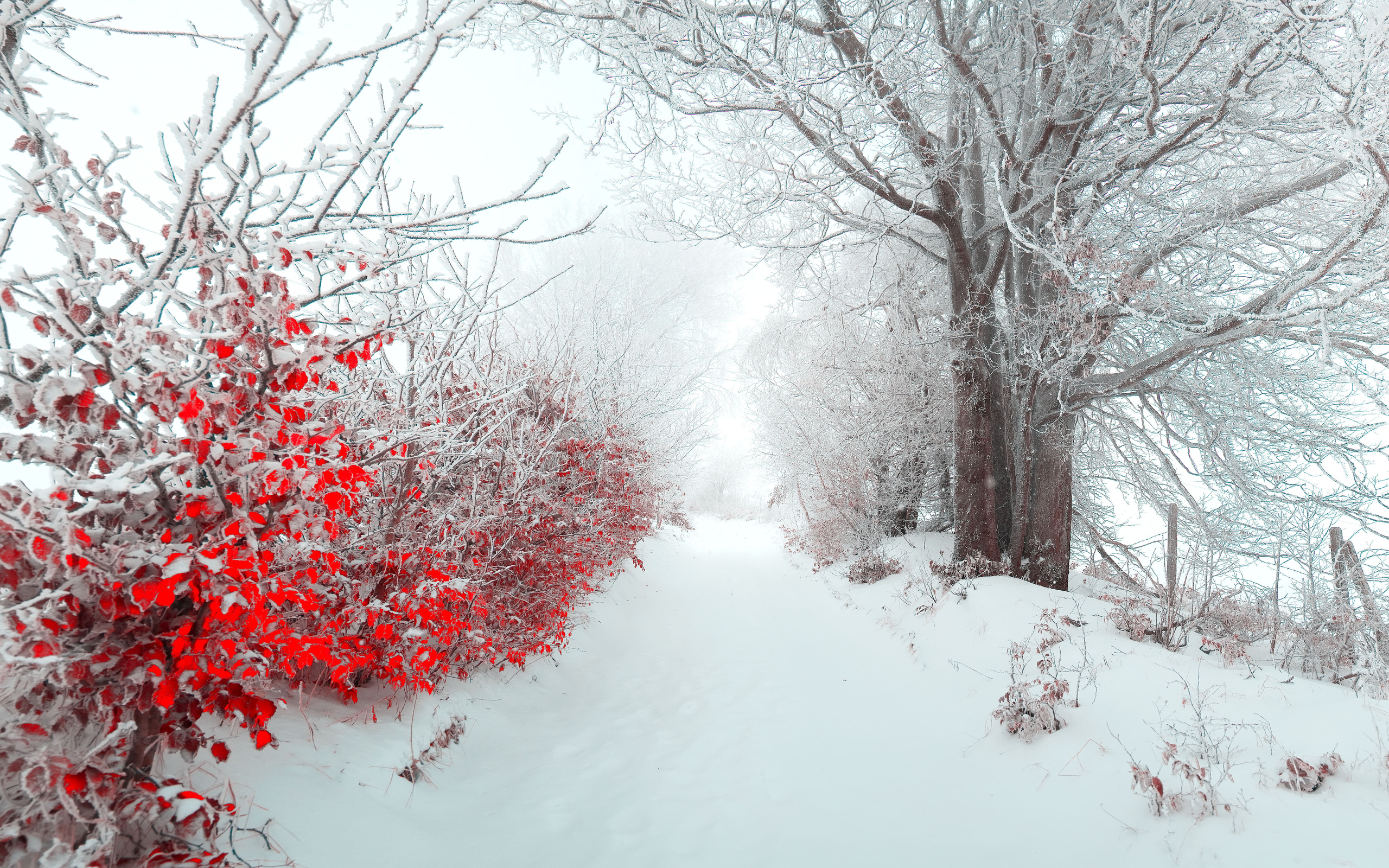 Beautiful SnowWallpapers