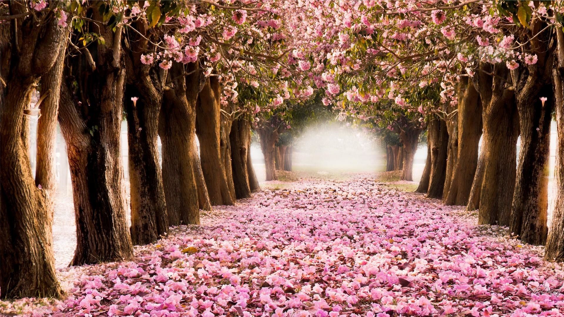 Beautiful Spring DesktopWallpapers