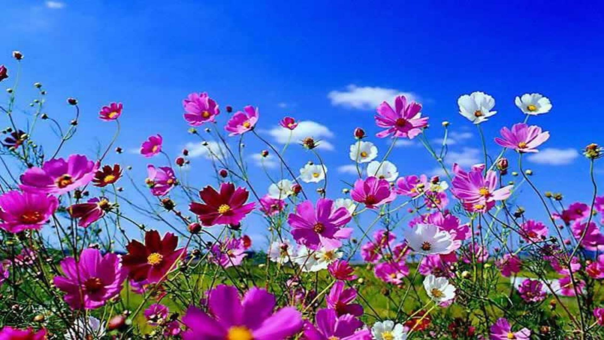 Beautiful Spring DesktopWallpapers