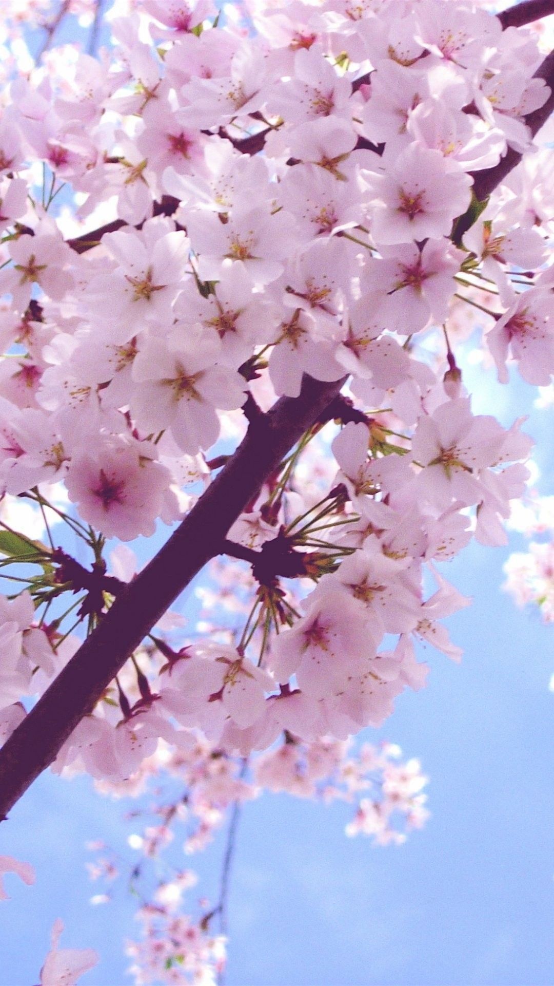 Beautiful SpringWallpapers