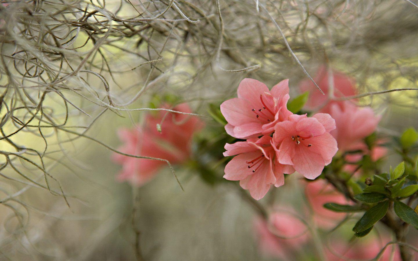 Beautiful SpringWallpapers