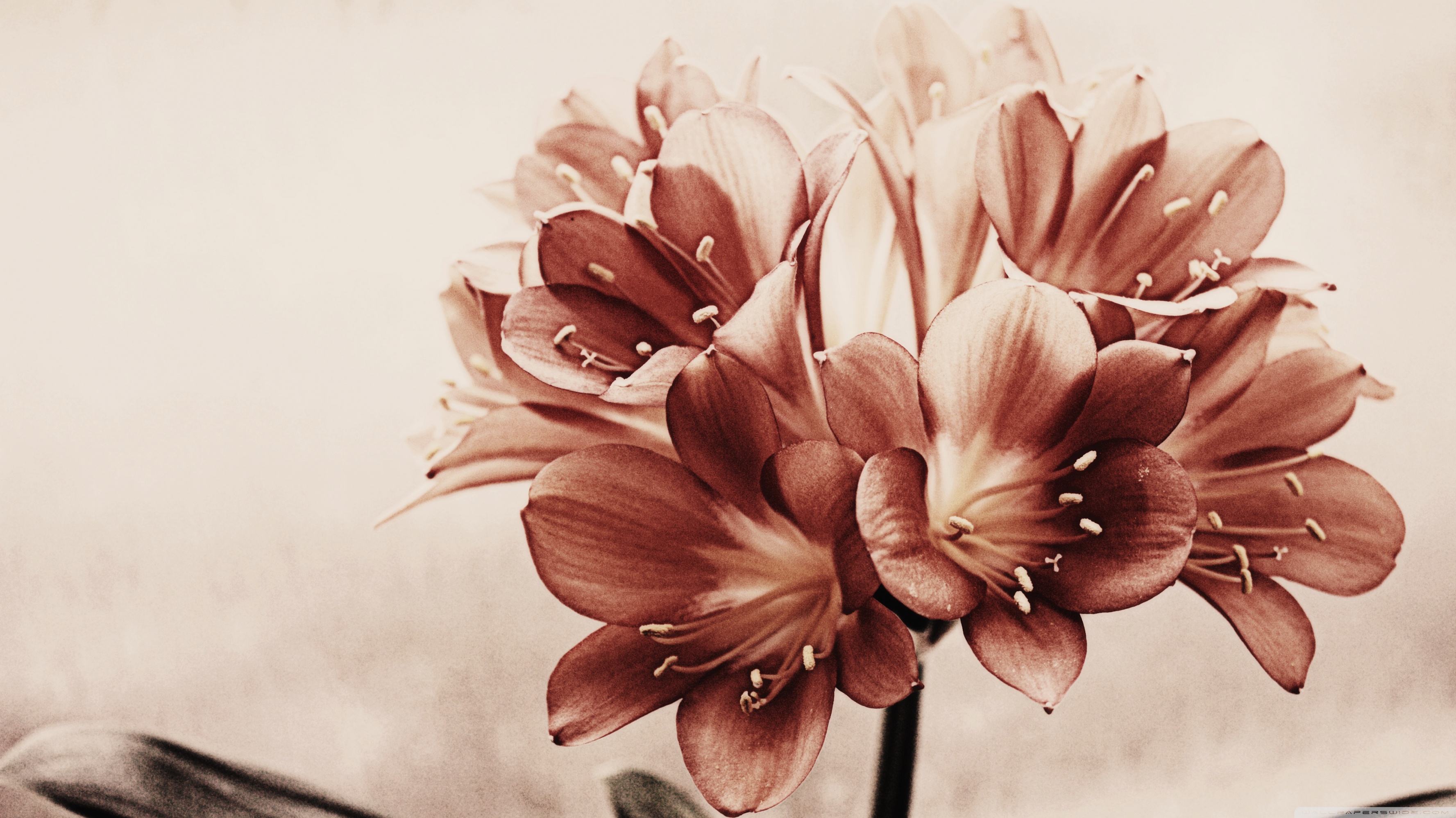 Beautiful Vintage Flower Wallpapers