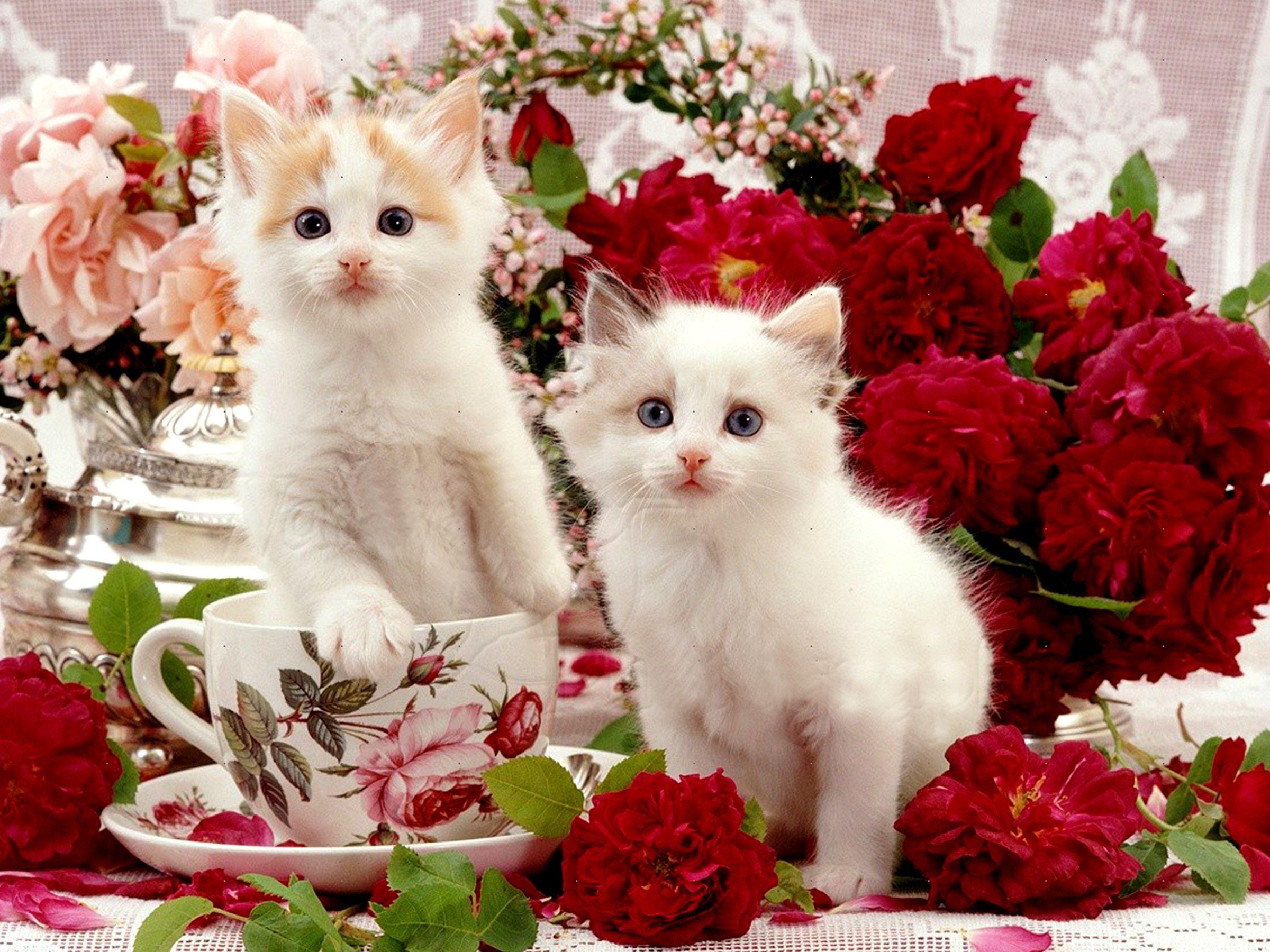 Beautiful White Cats Wallpapers