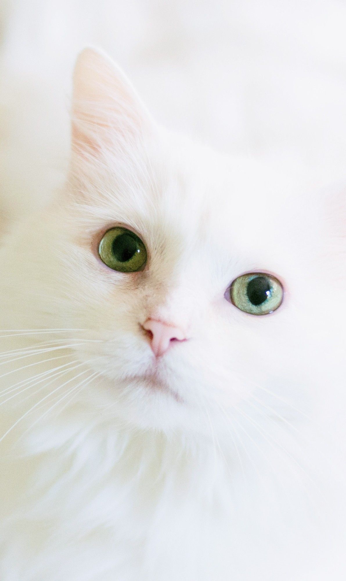 Beautiful White Cats Wallpapers