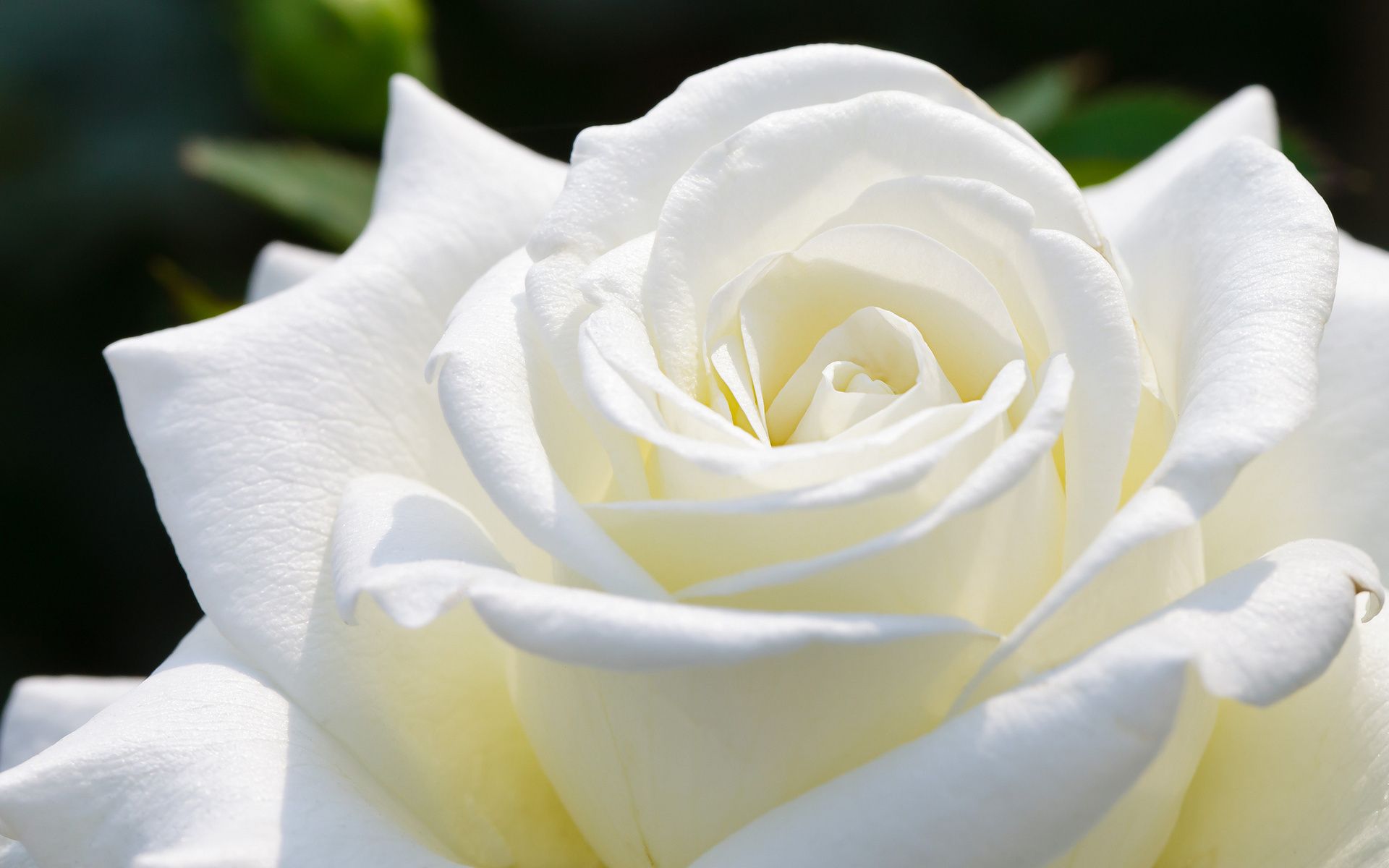 Beautiful White RoseWallpapers