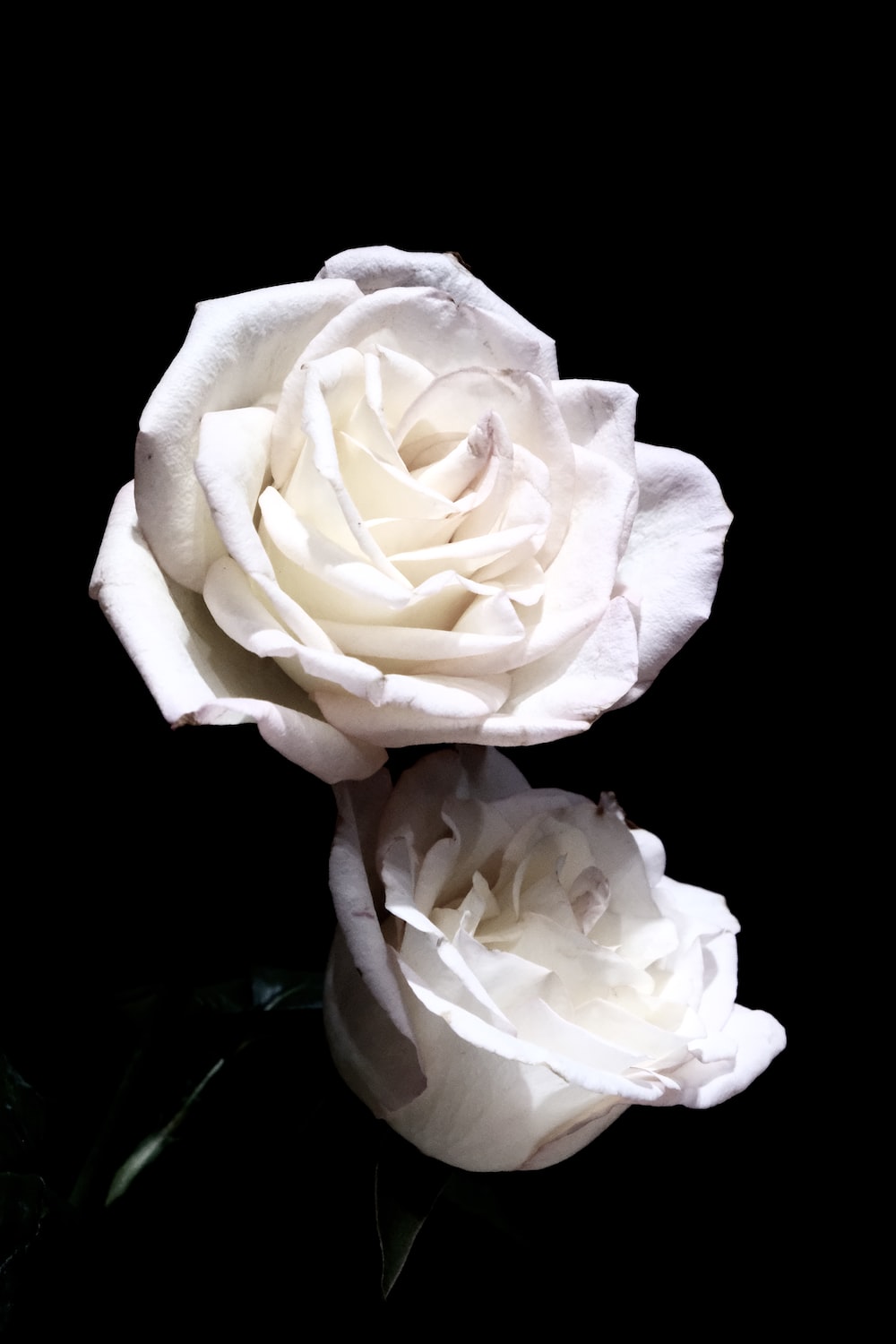 Beautiful White RoseWallpapers